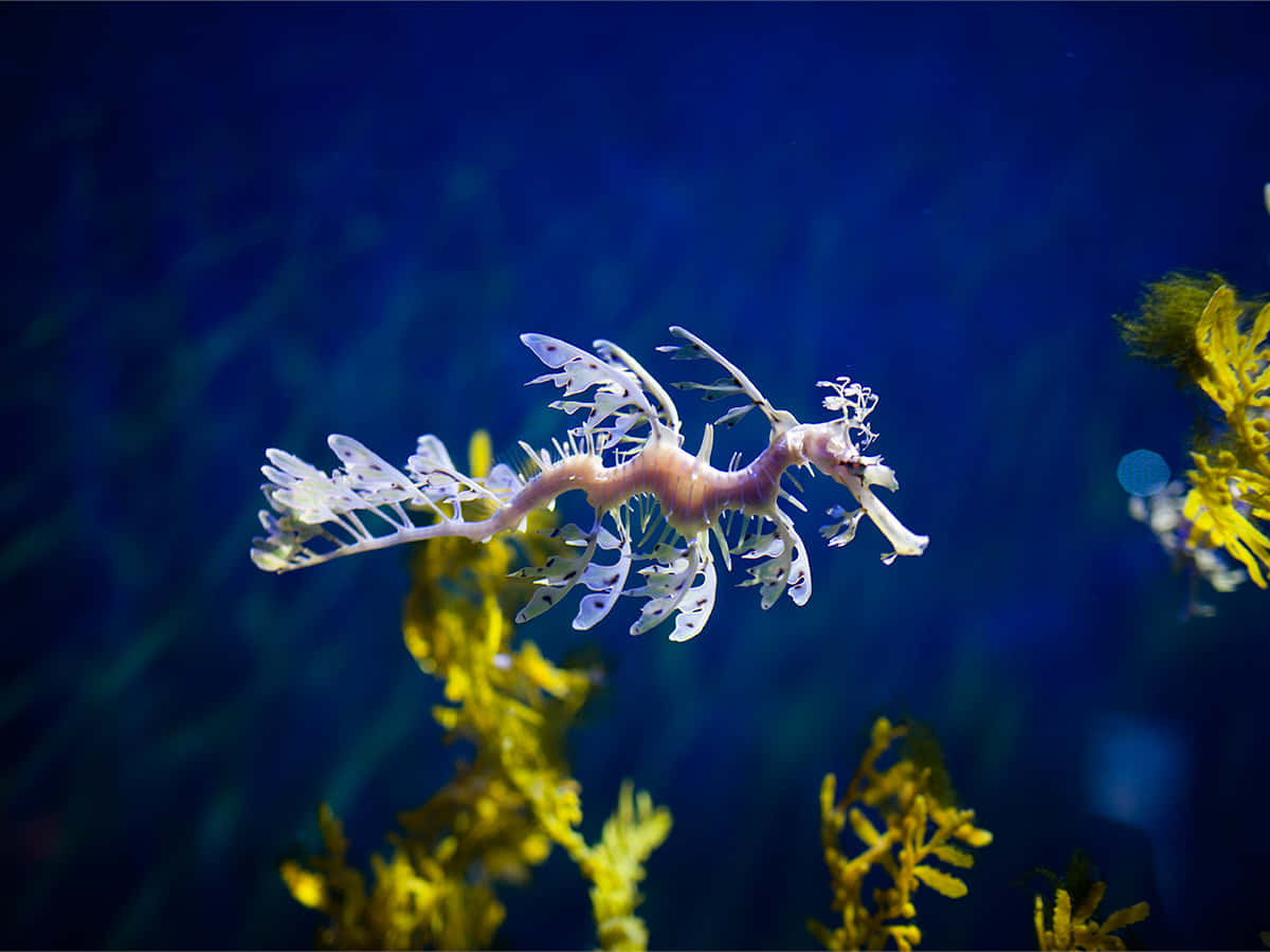 A seahorse peacefully swimming in the ocean.