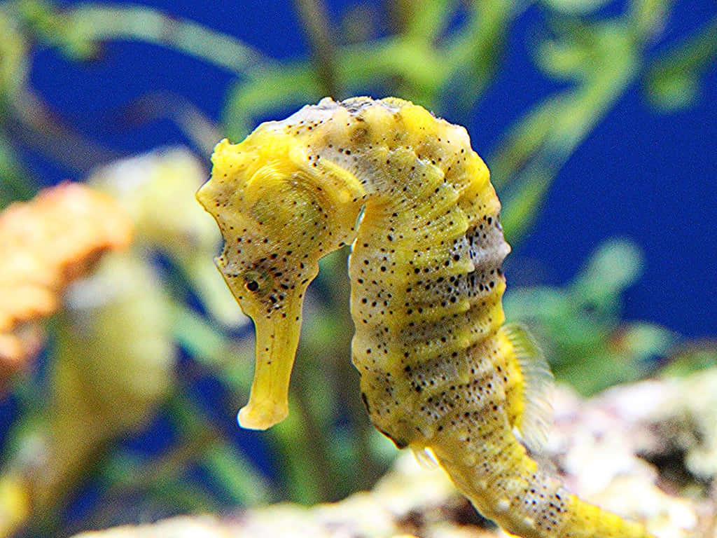 A beautiful seahorse peacefully swimming in a coral reef.