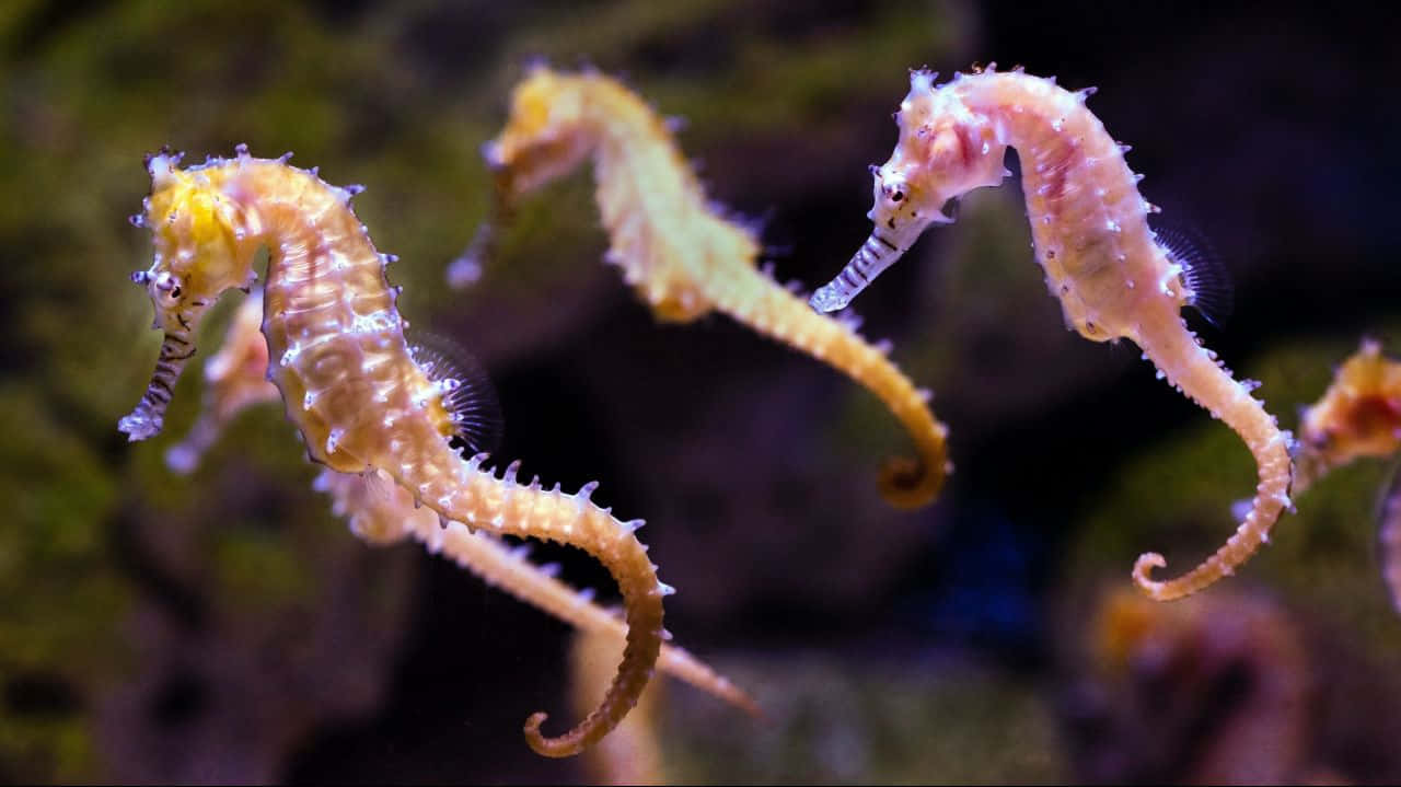 An Amazingly Unique Seahorse