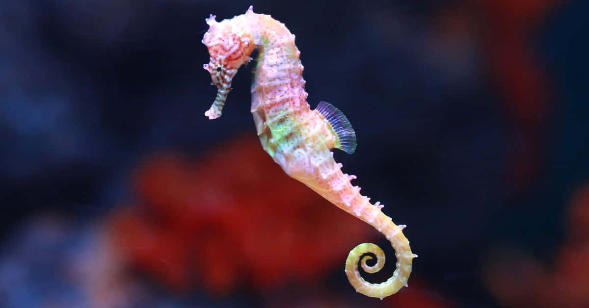 A captivating sea creature - the seahorse