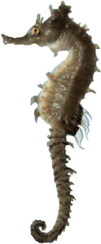 Download Seahorse Profile Isolated.png | Wallpapers.com