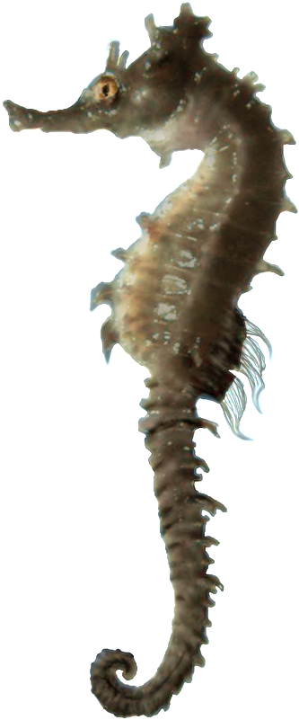 Seahorse Profile Isolated.png PNG