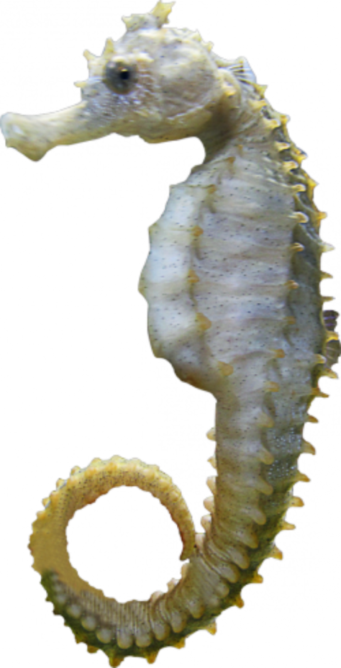 Seahorse Profile Transparent Background PNG
