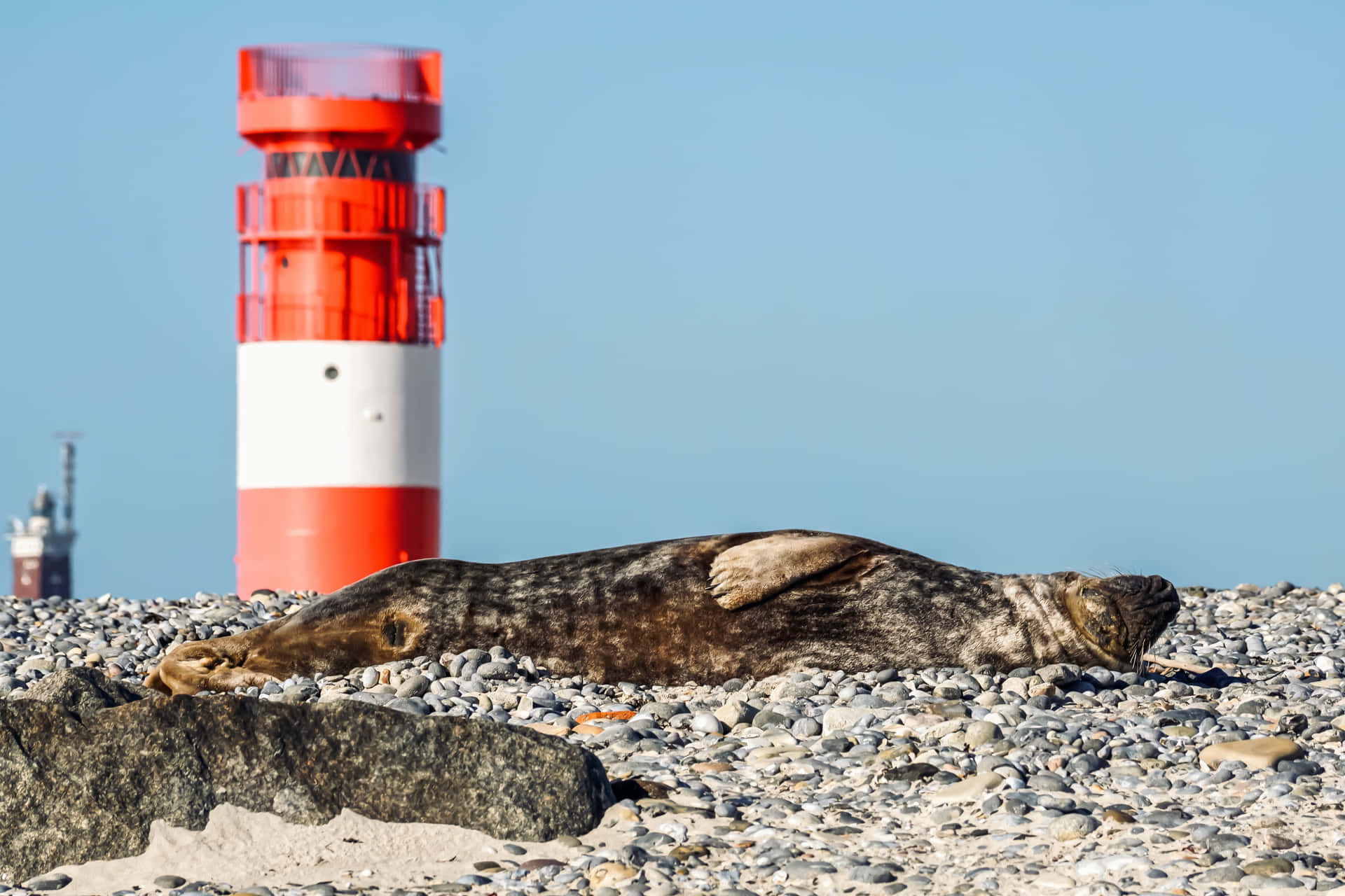 Lighthouse Seal Picture