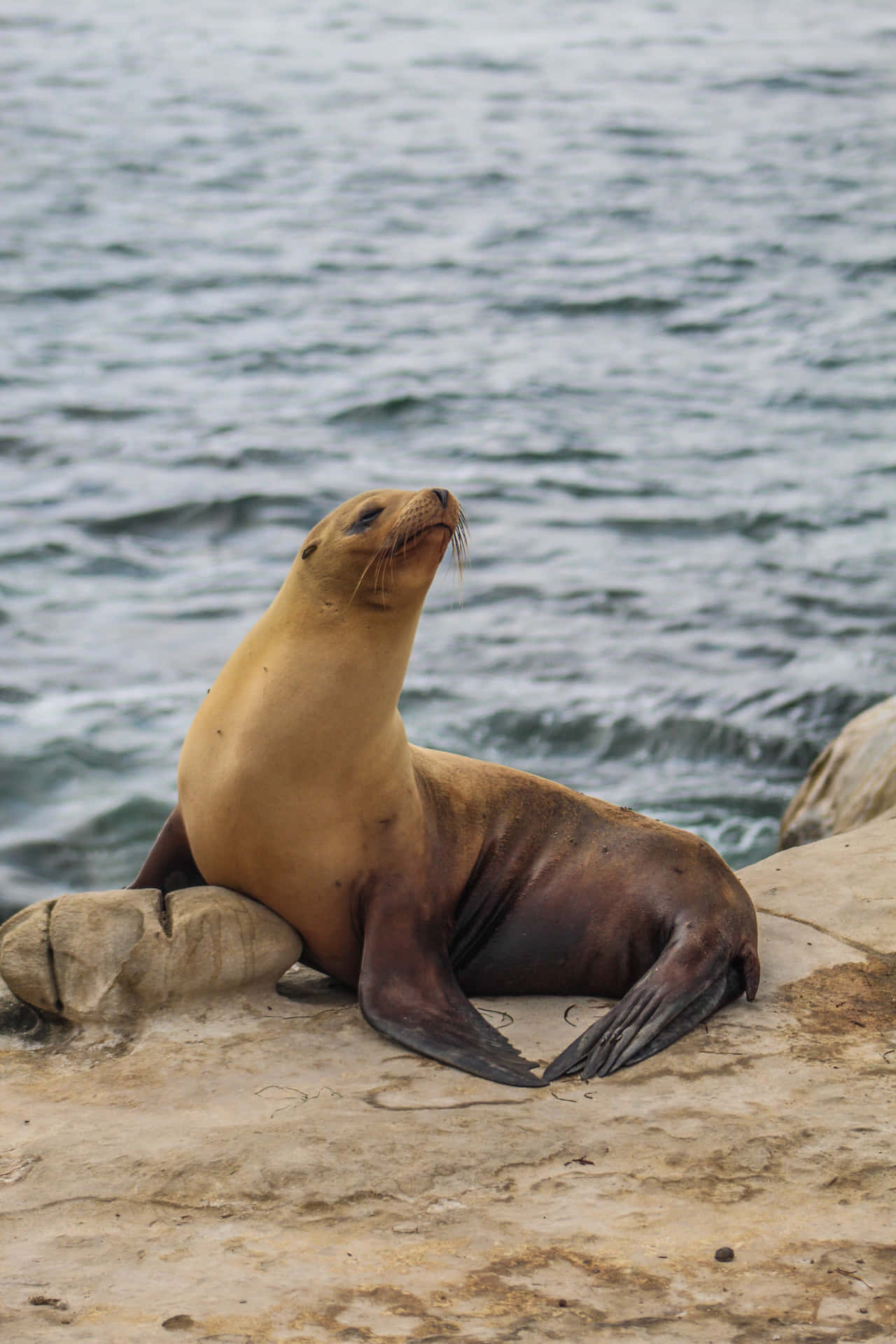 Brownish Black Seal Picture