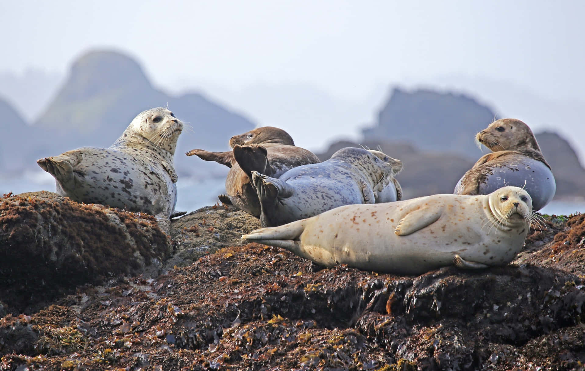 Wild Britain Seals Picture