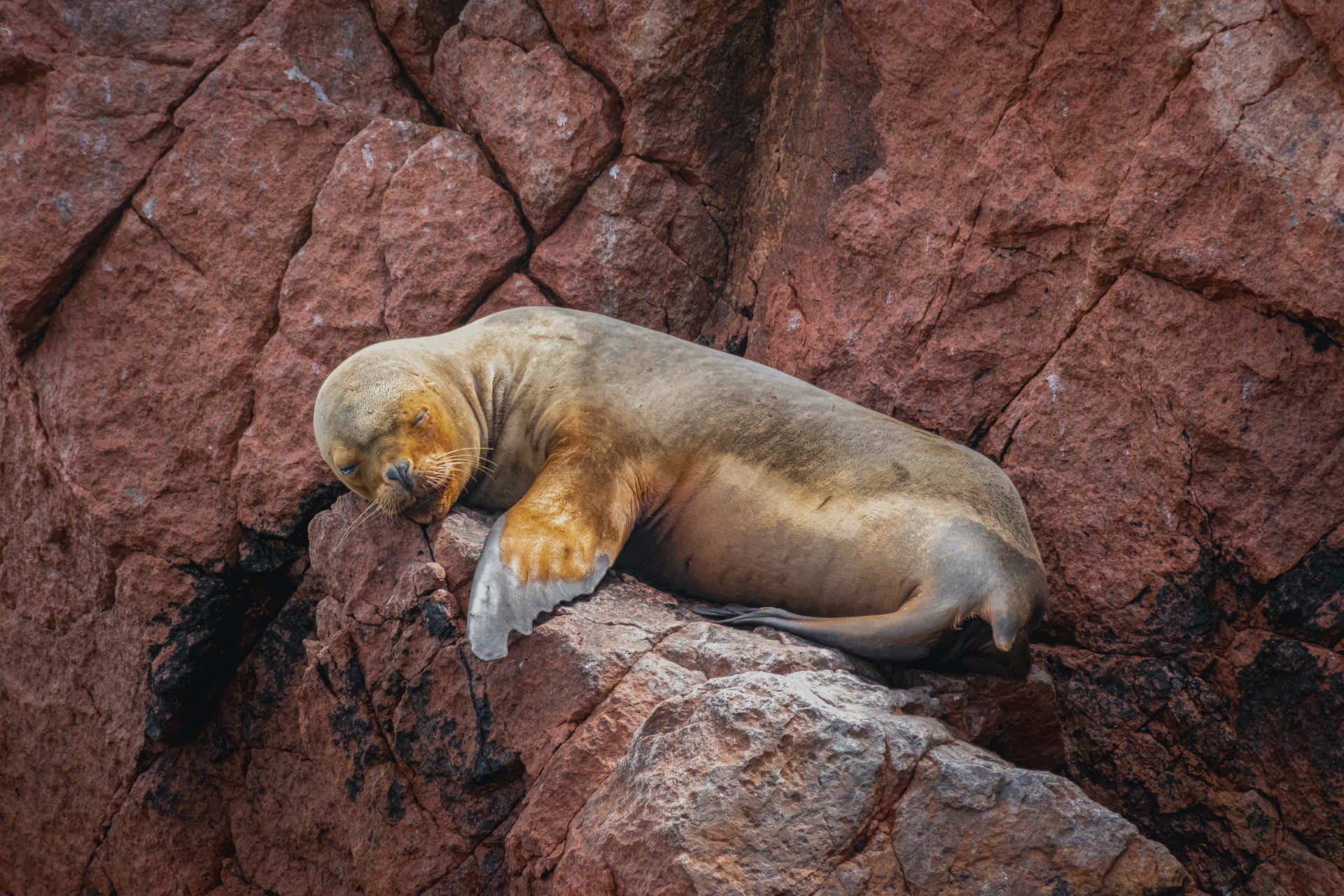 Sleeping Seal Rock Picture