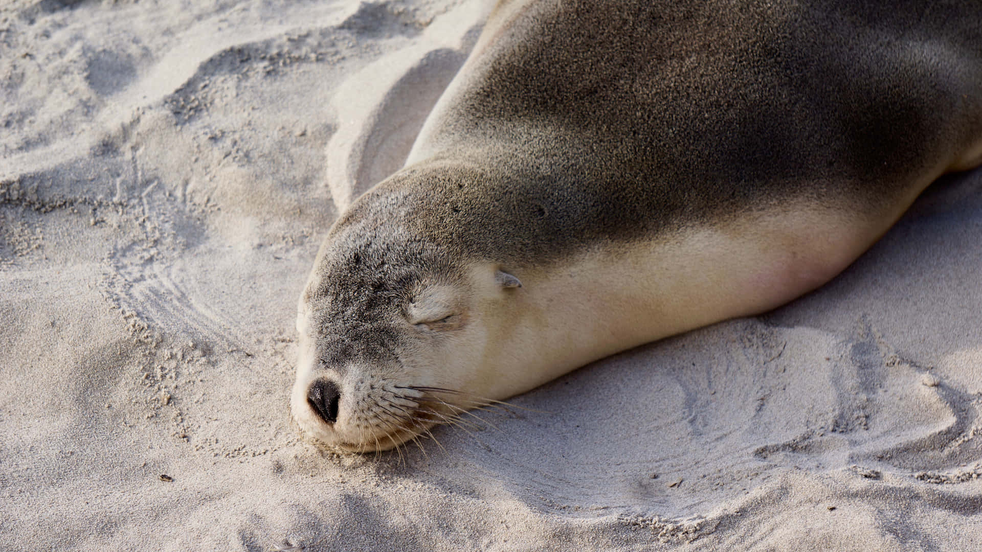 White Sand Seal Picture