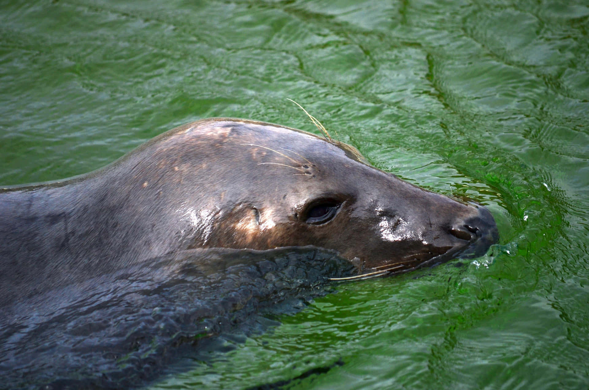 Seal Green Water Picture