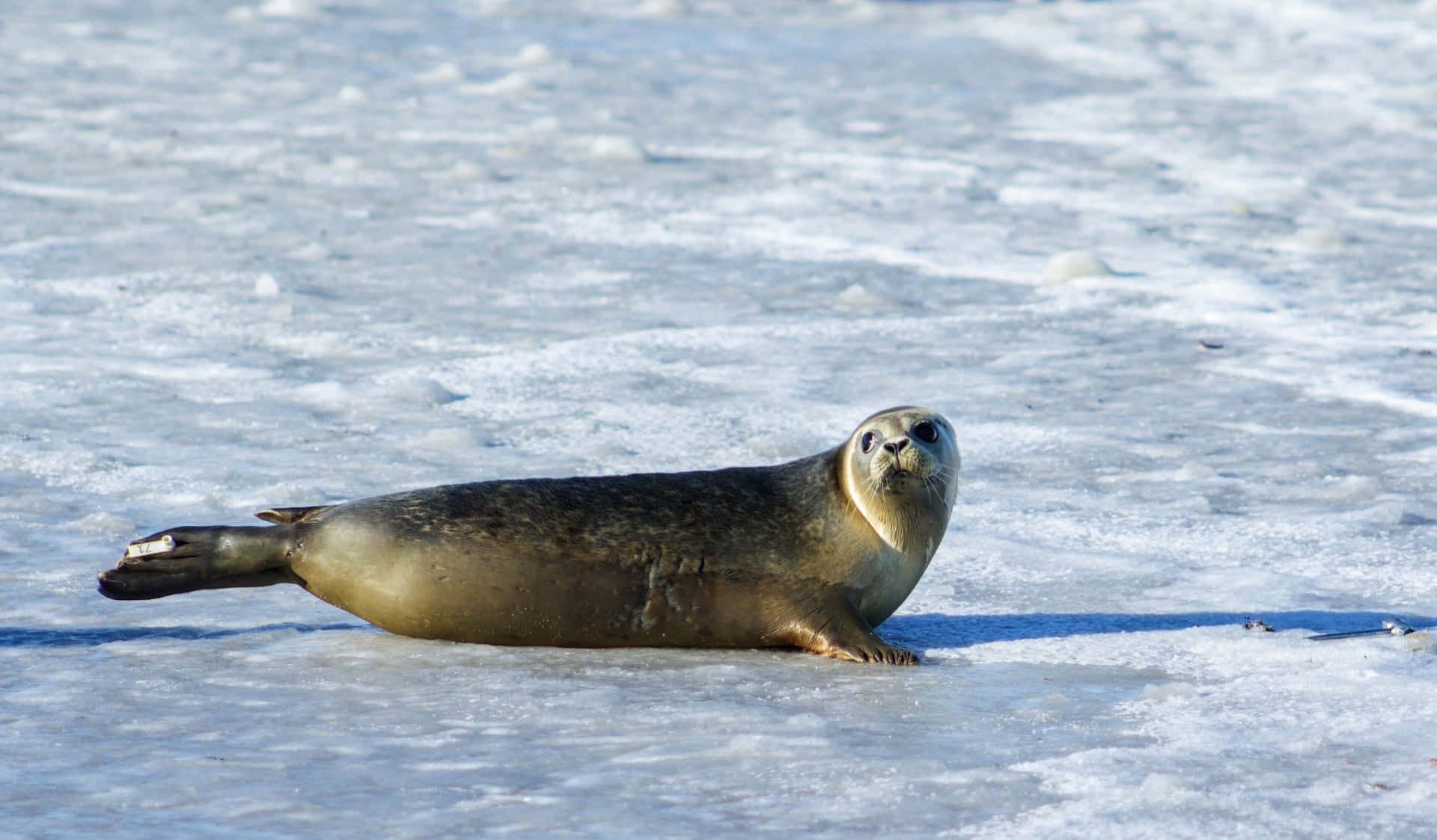 Snow Seal Picture