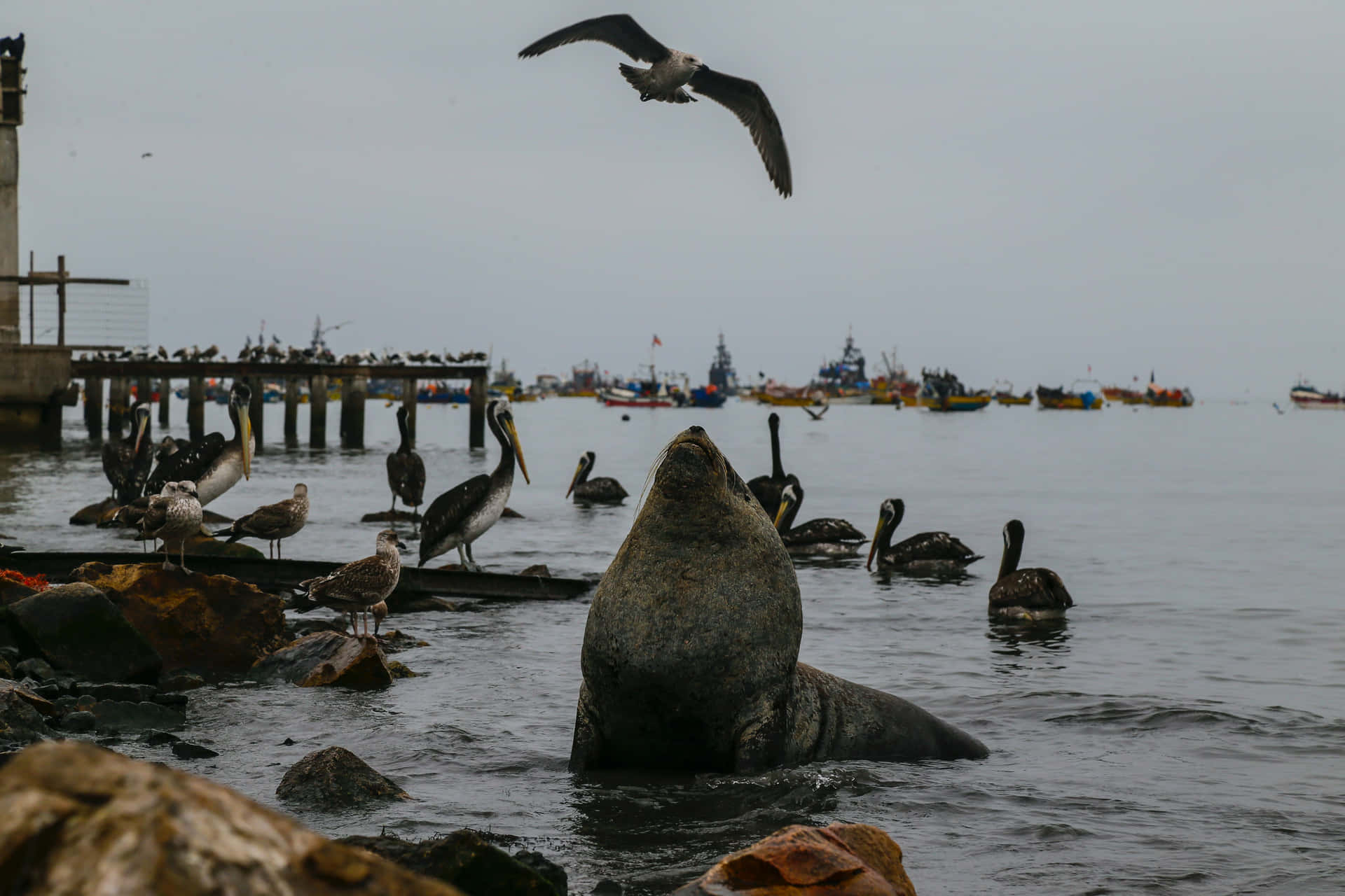 Seals And Gulls Picture