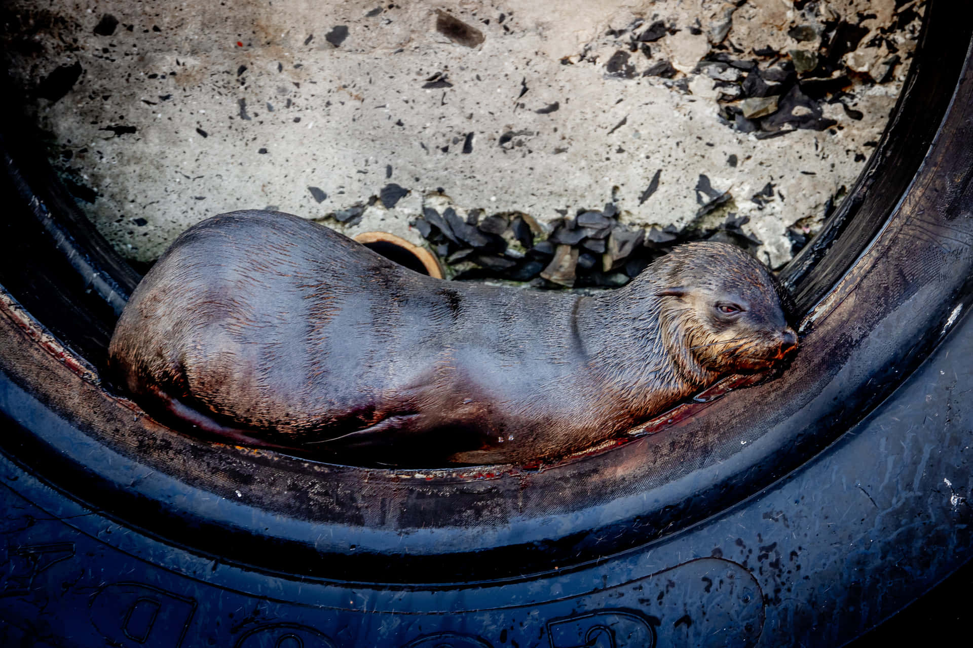 Sleeping Black Seal Picture