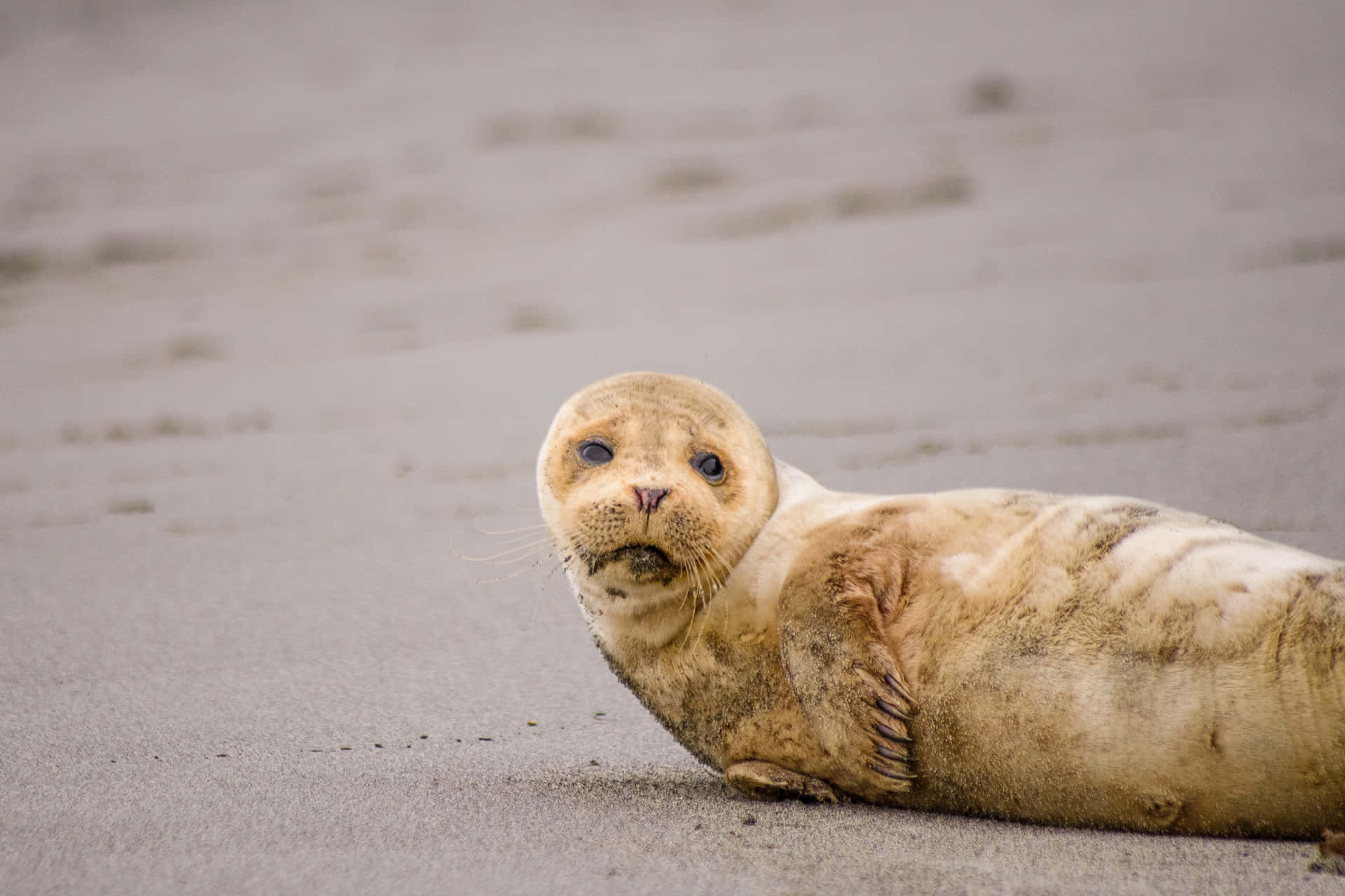 Light Brown Seal Picture