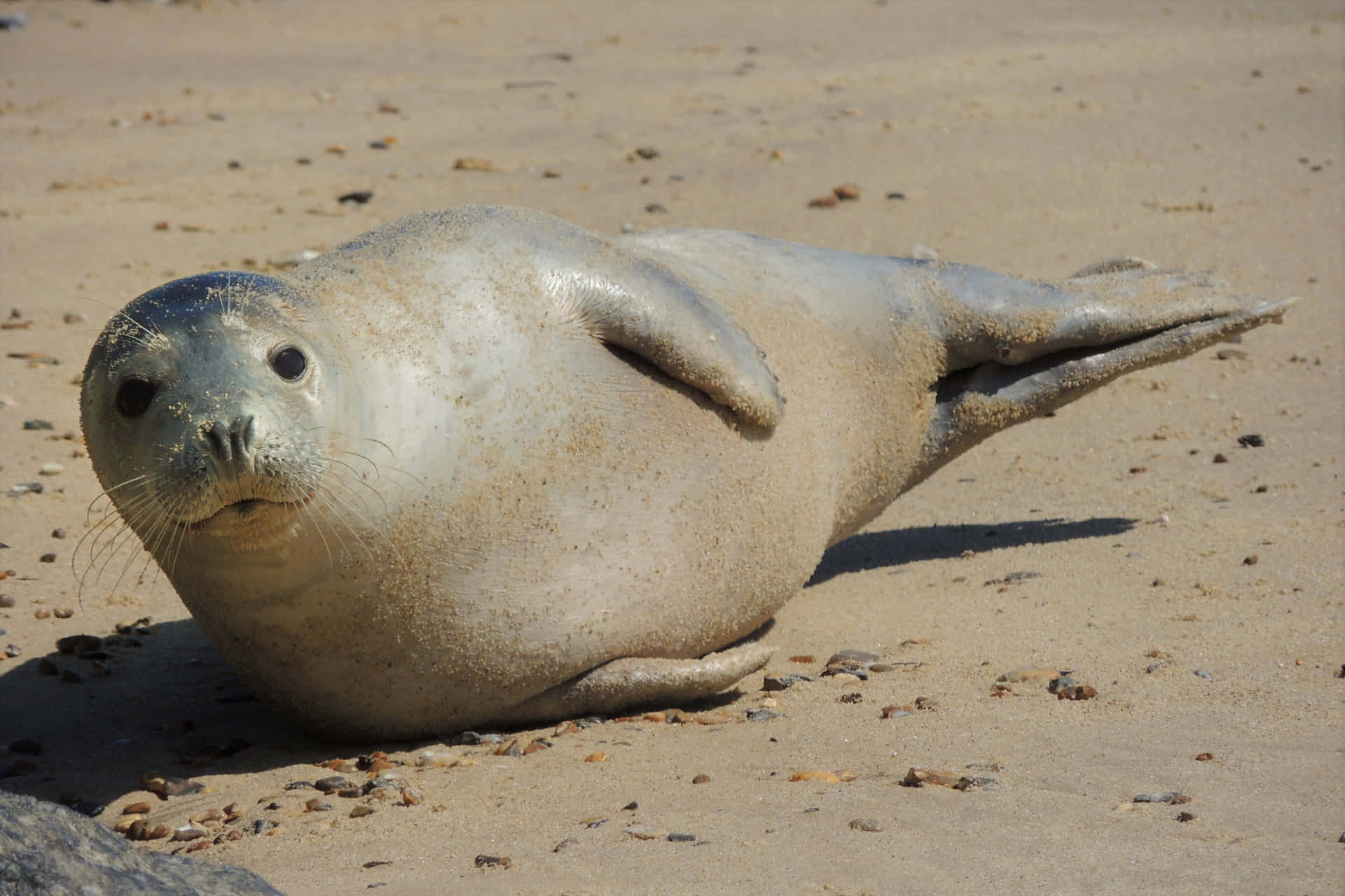 fat baby seal