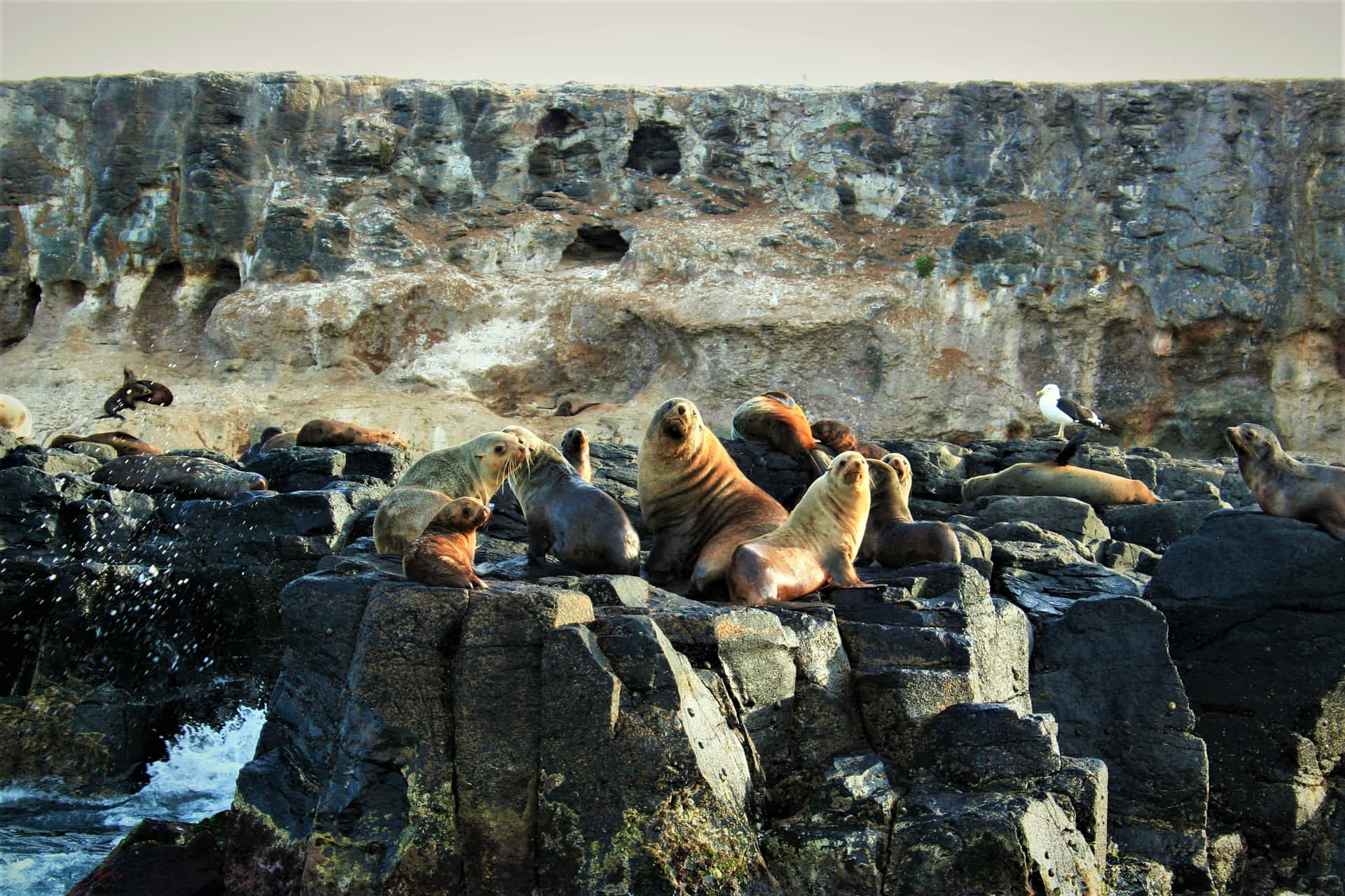 Seals On The Rocks Picture