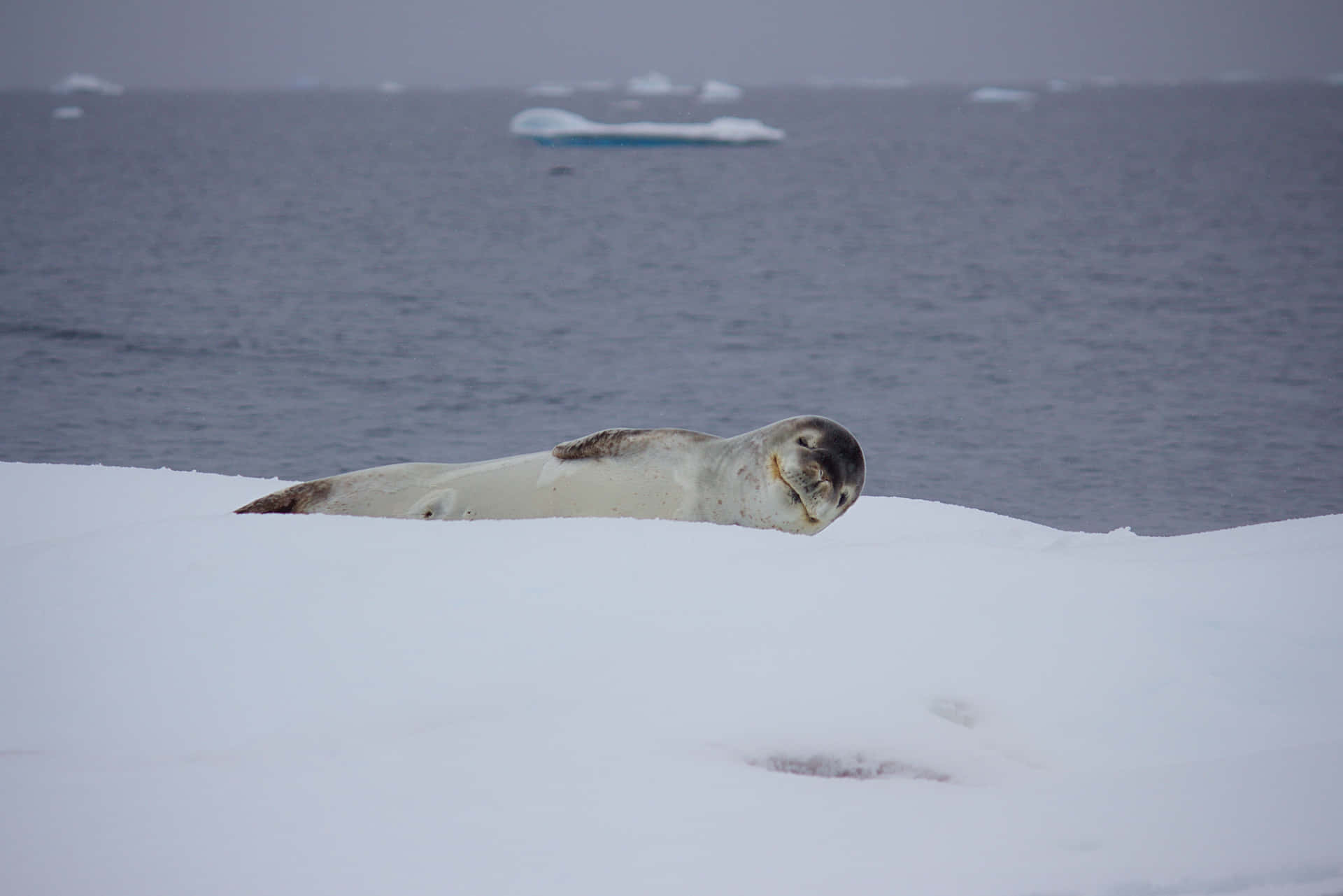 White Snow Seal Picture