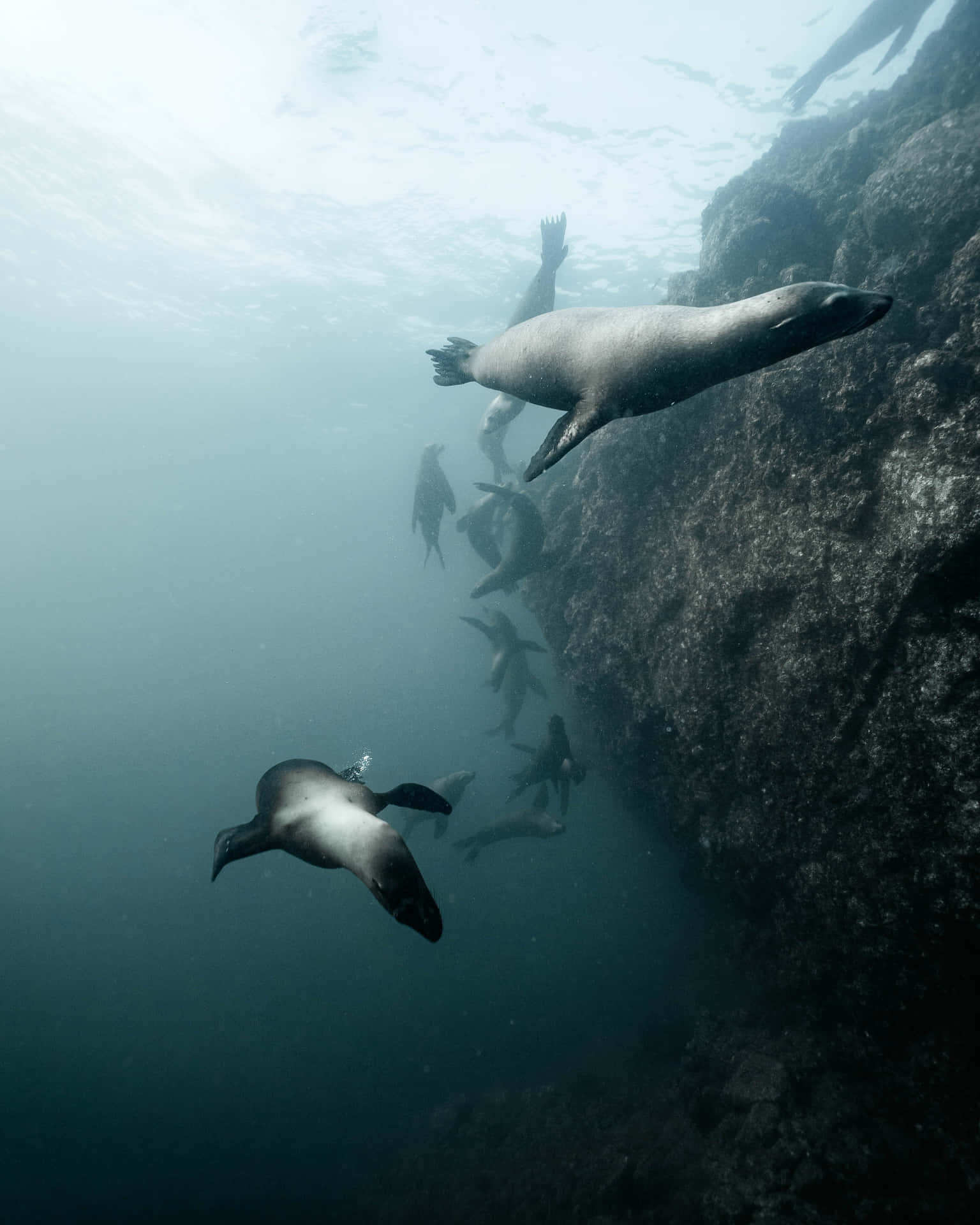 Ocean Seals Picture