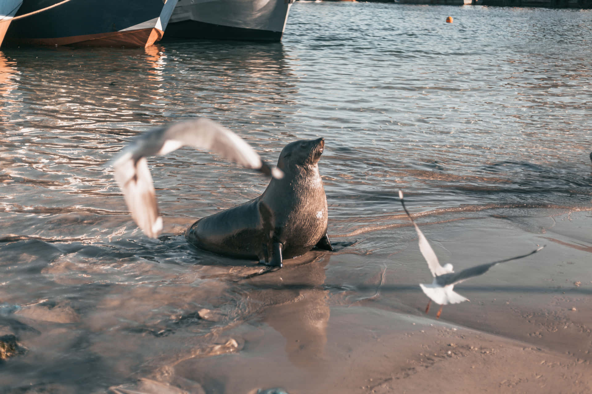Seal And Birds Picture