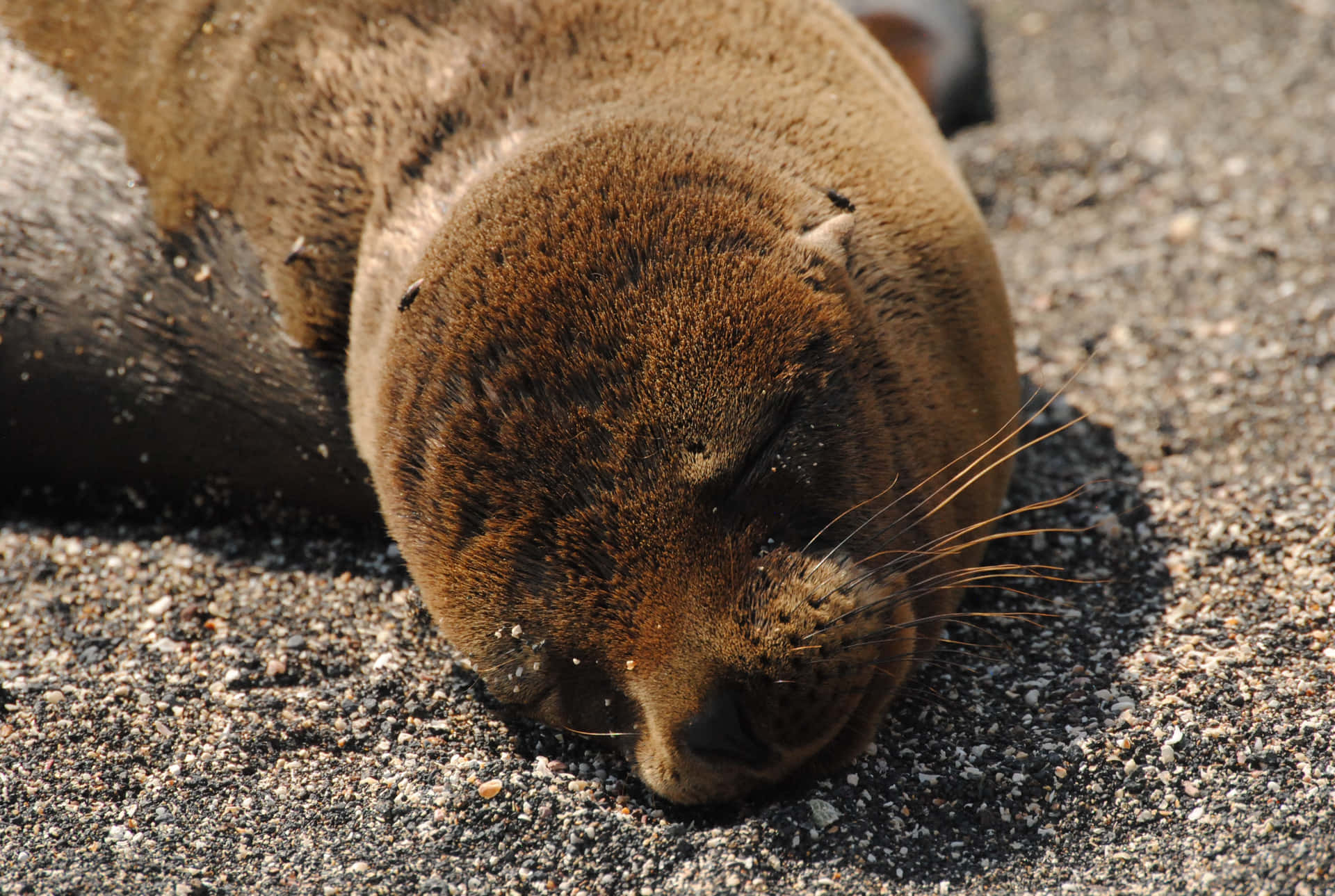 Sleeping Baby Brown Seal Picture