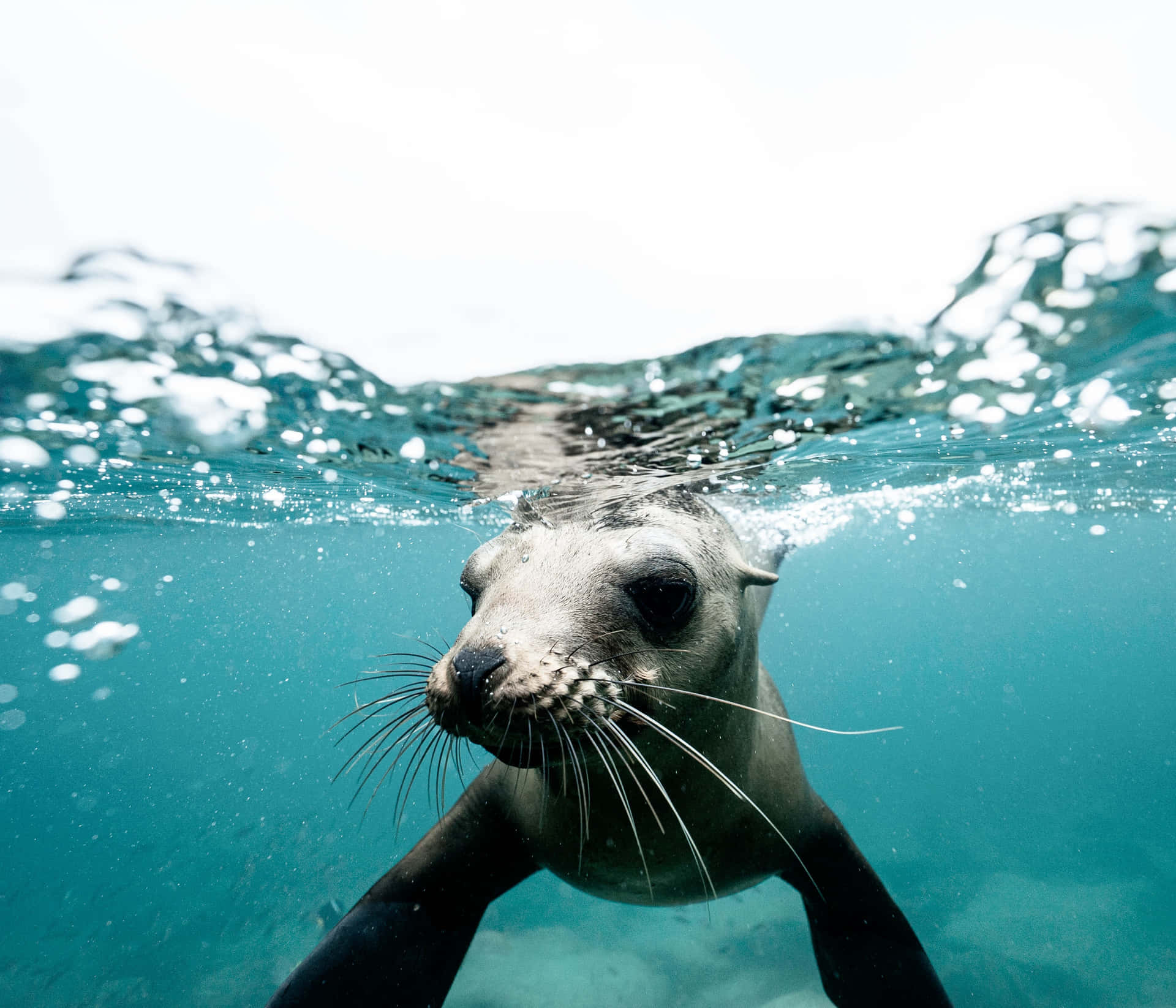 Seal Underwater Picture