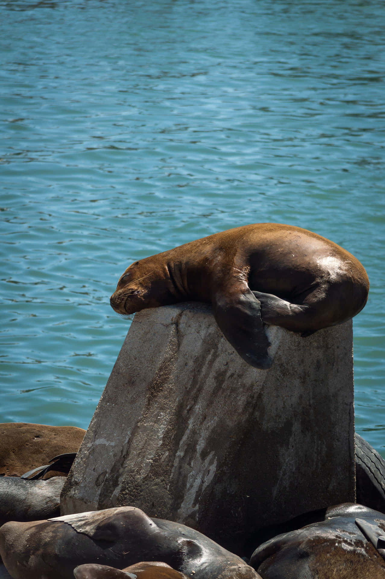 Sleeping Seal Picture