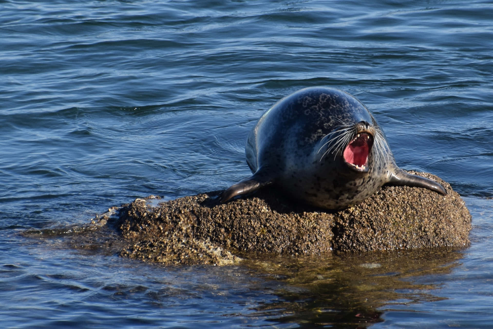 Yawning Seal Picture