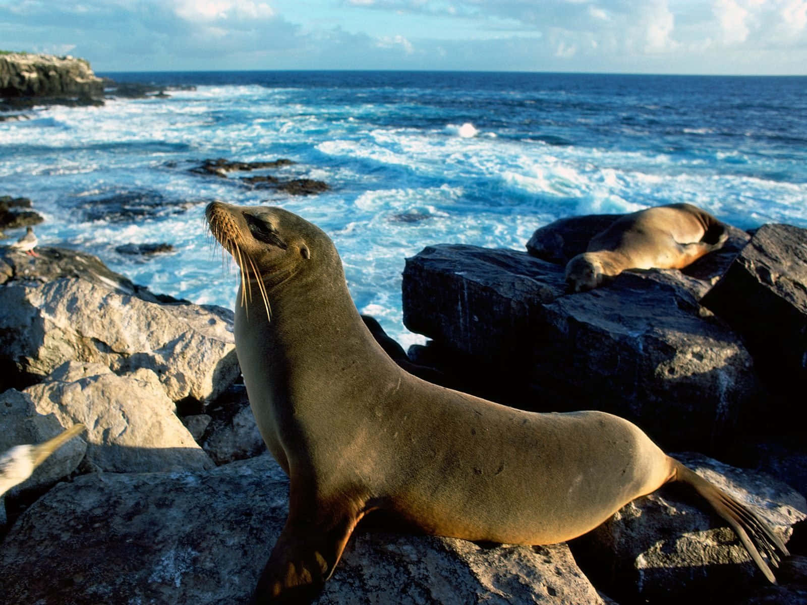 Seal Sunbathingon Rocky Shoreline Wallpaper