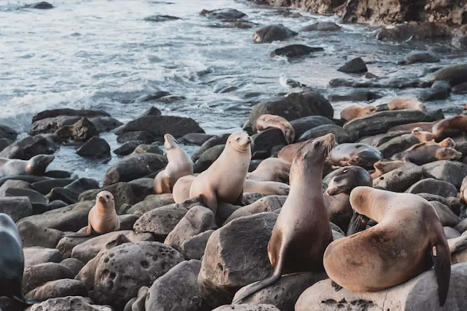 Seals_on_ Rocky_ Shoreline.jpg Wallpaper