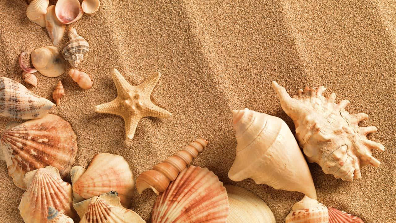 Eligela Concha Perfecta Para Agregar A Tu Colección De Recuerdos De La Playa