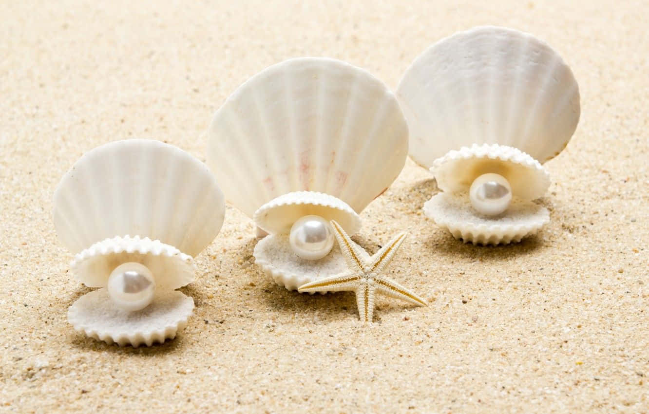 Eineperfekte Muschel, Die Am Strand Gefunden Wurde.