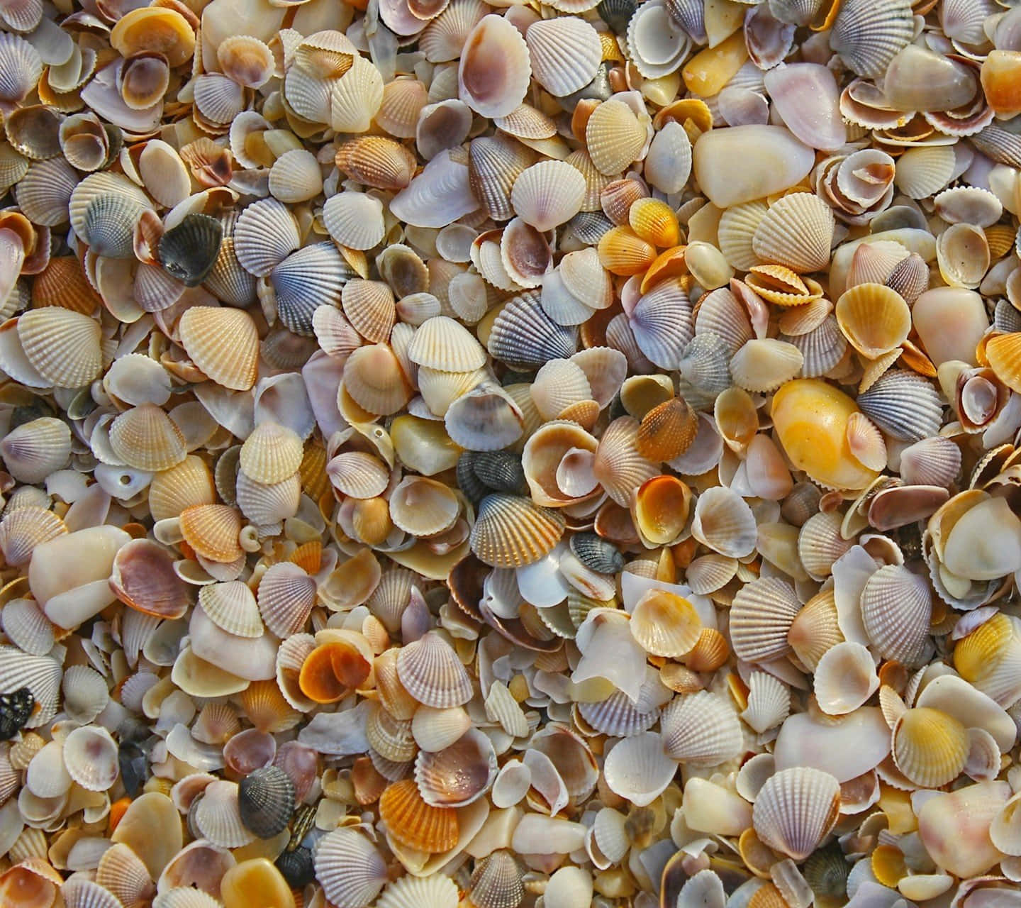 Colorful Seashell Collection on a Sandy Beach Background