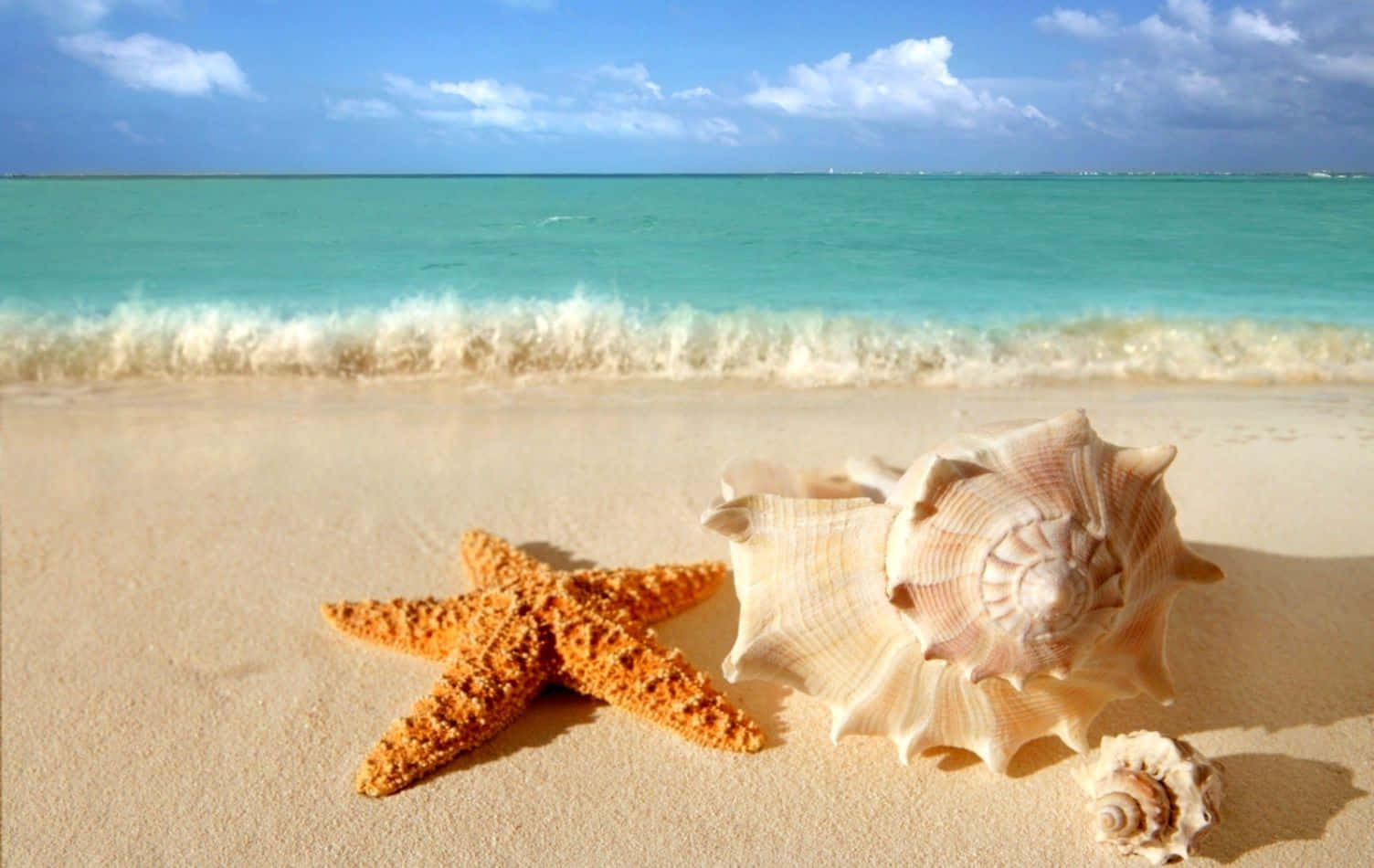 Beautiful Tropical Seashell