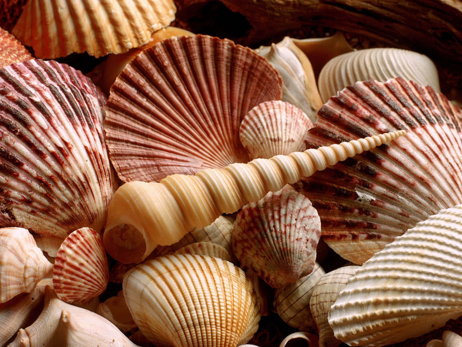 Seashell Collection on Sandy Beach