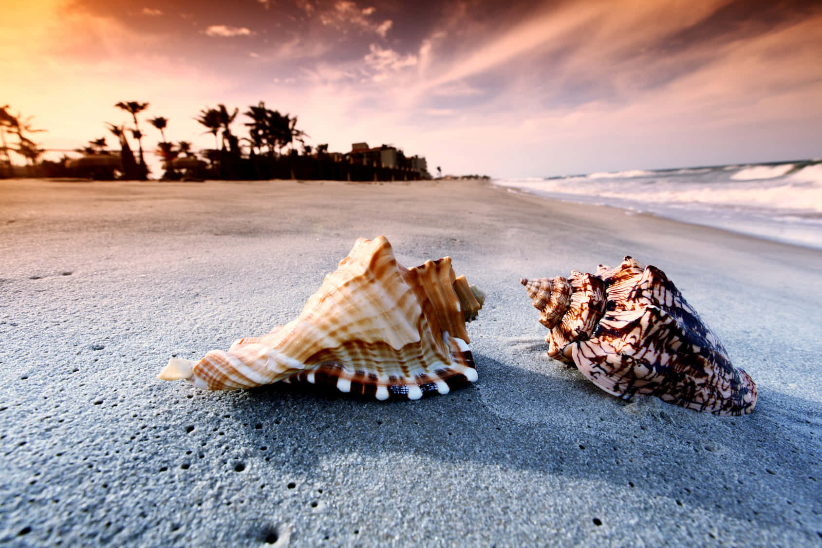 Seashell Background on Beach Sands