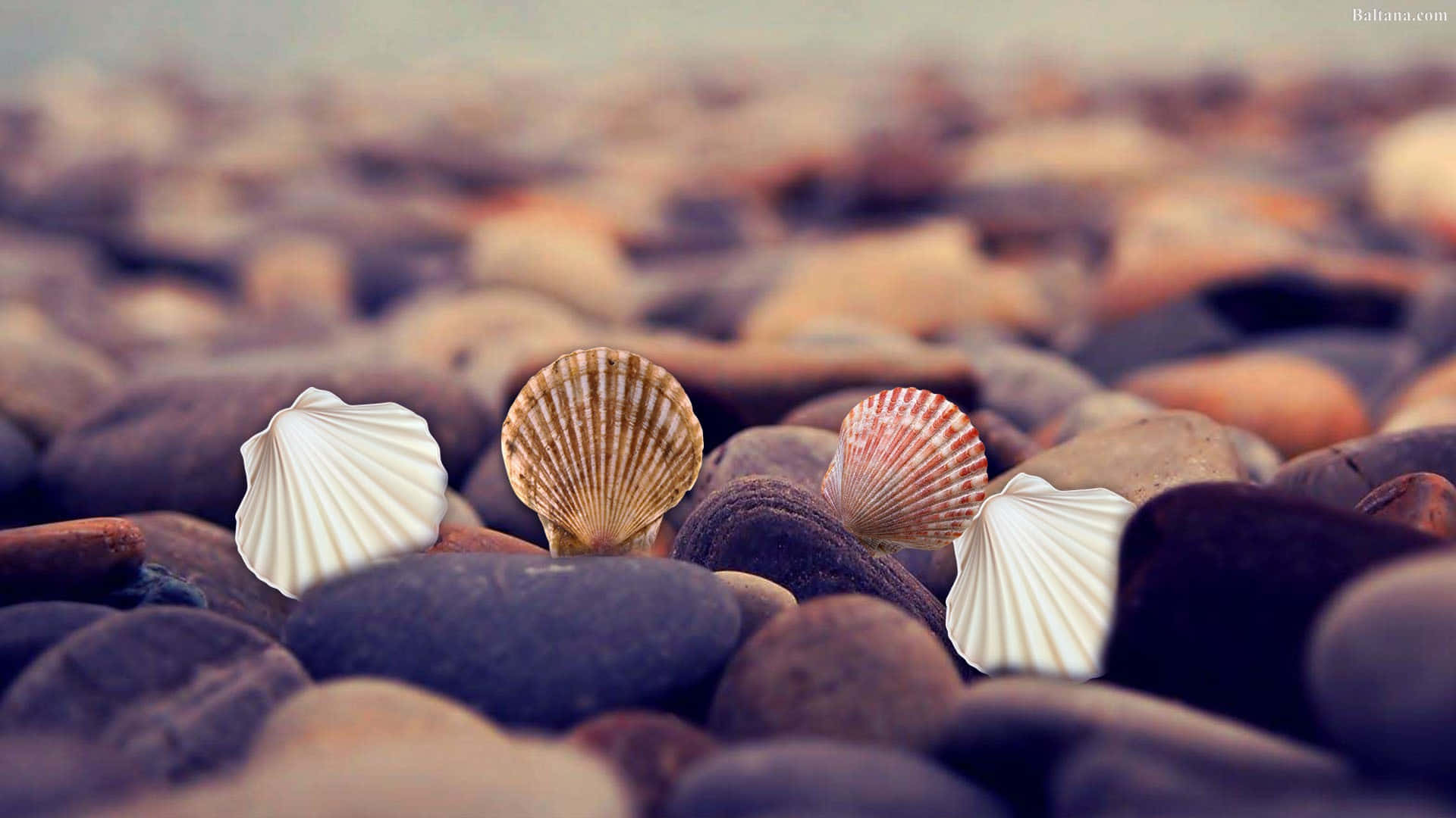 Beautiful Seashell Collection on Beach Background