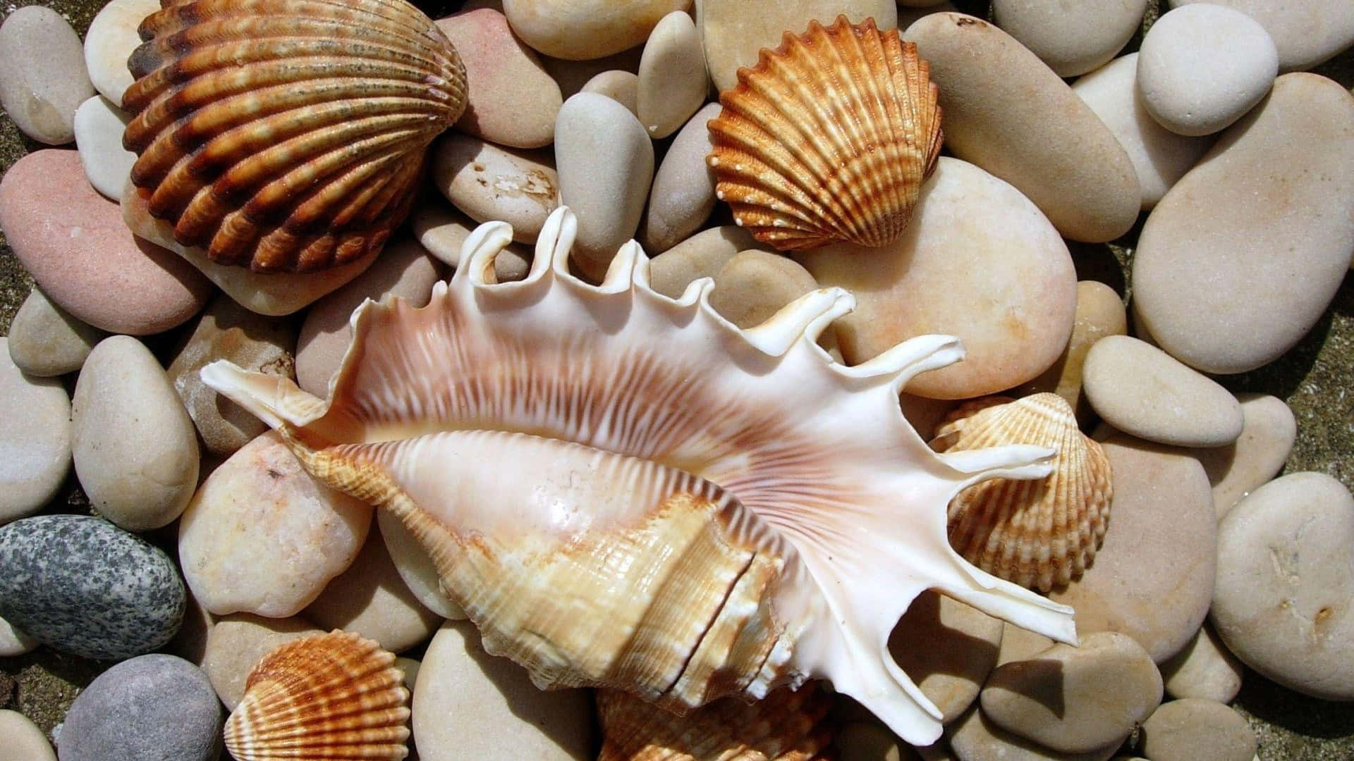 Close-up of a beautiful seashell on a sandy beach