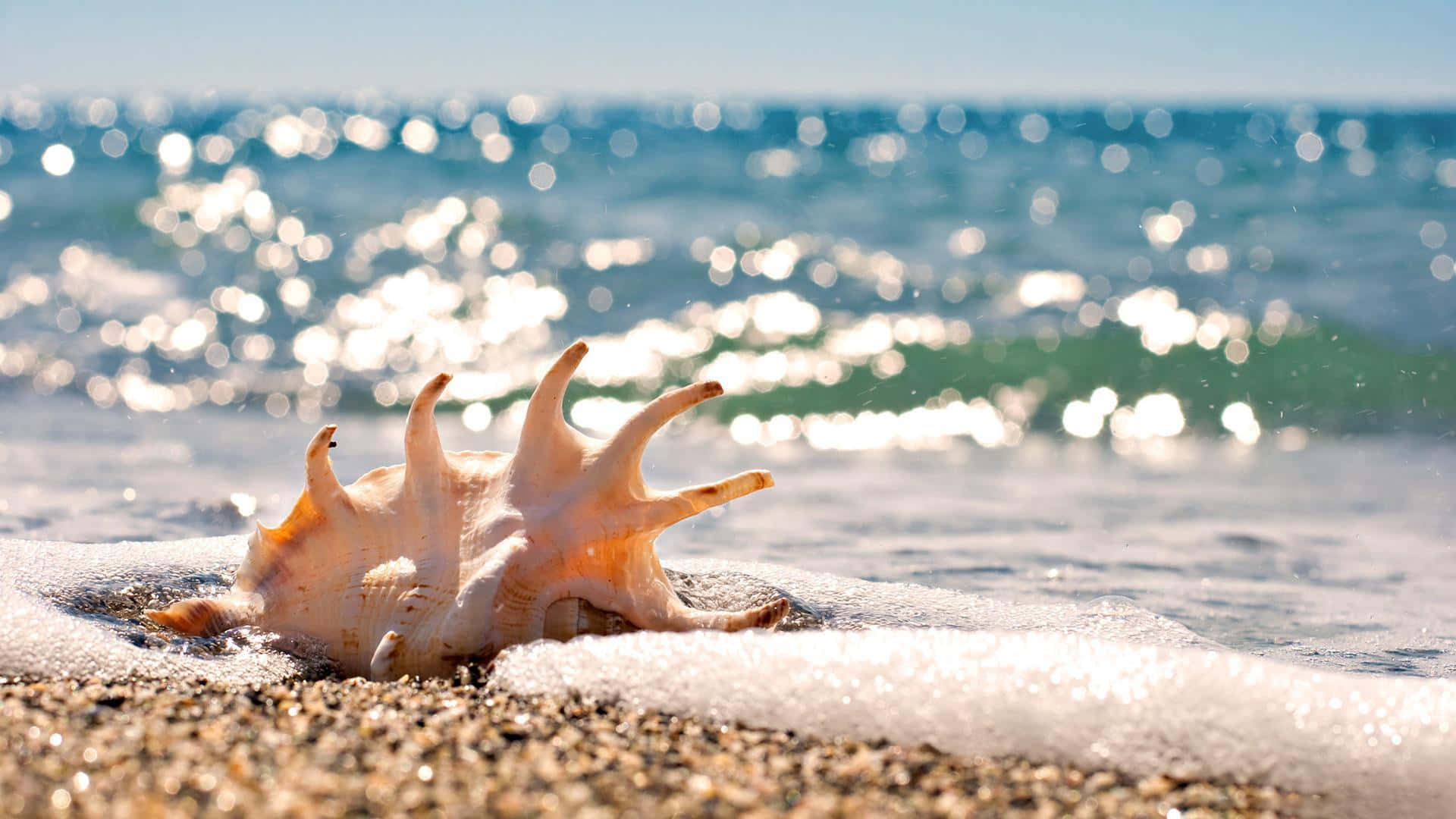 Beautiful Seashell on Sandy Beach