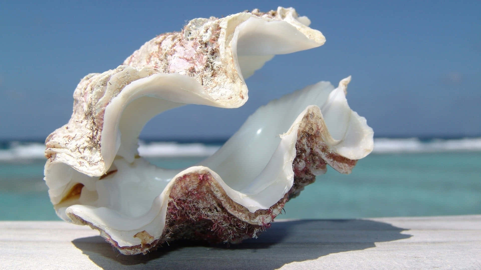 Stunning Seashell Collection