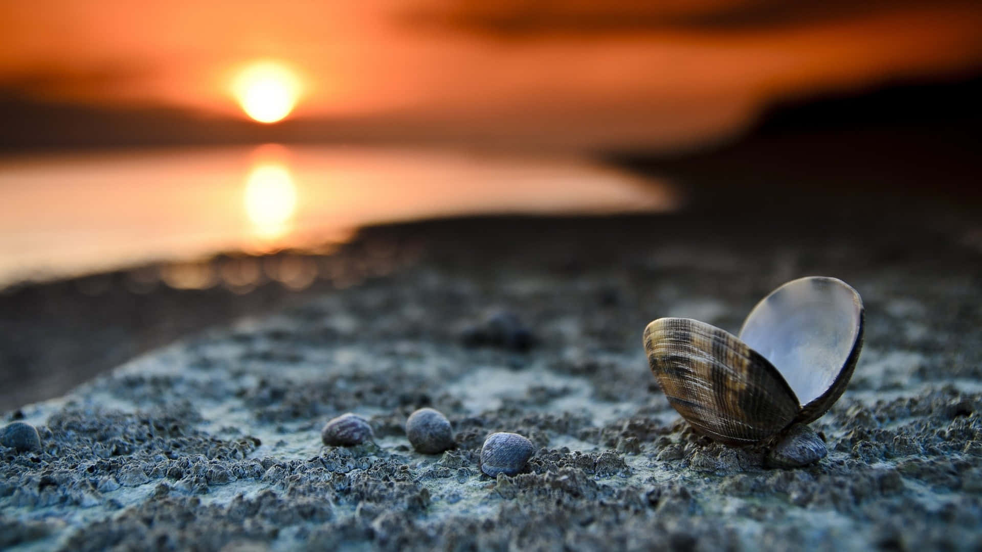 Seashells on the Beach at Sunset