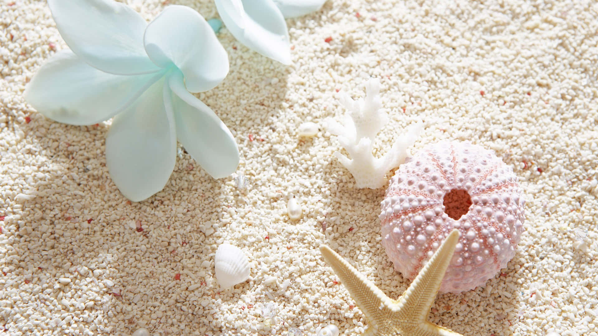 A collection of beautiful seashells on a sandy beach background
