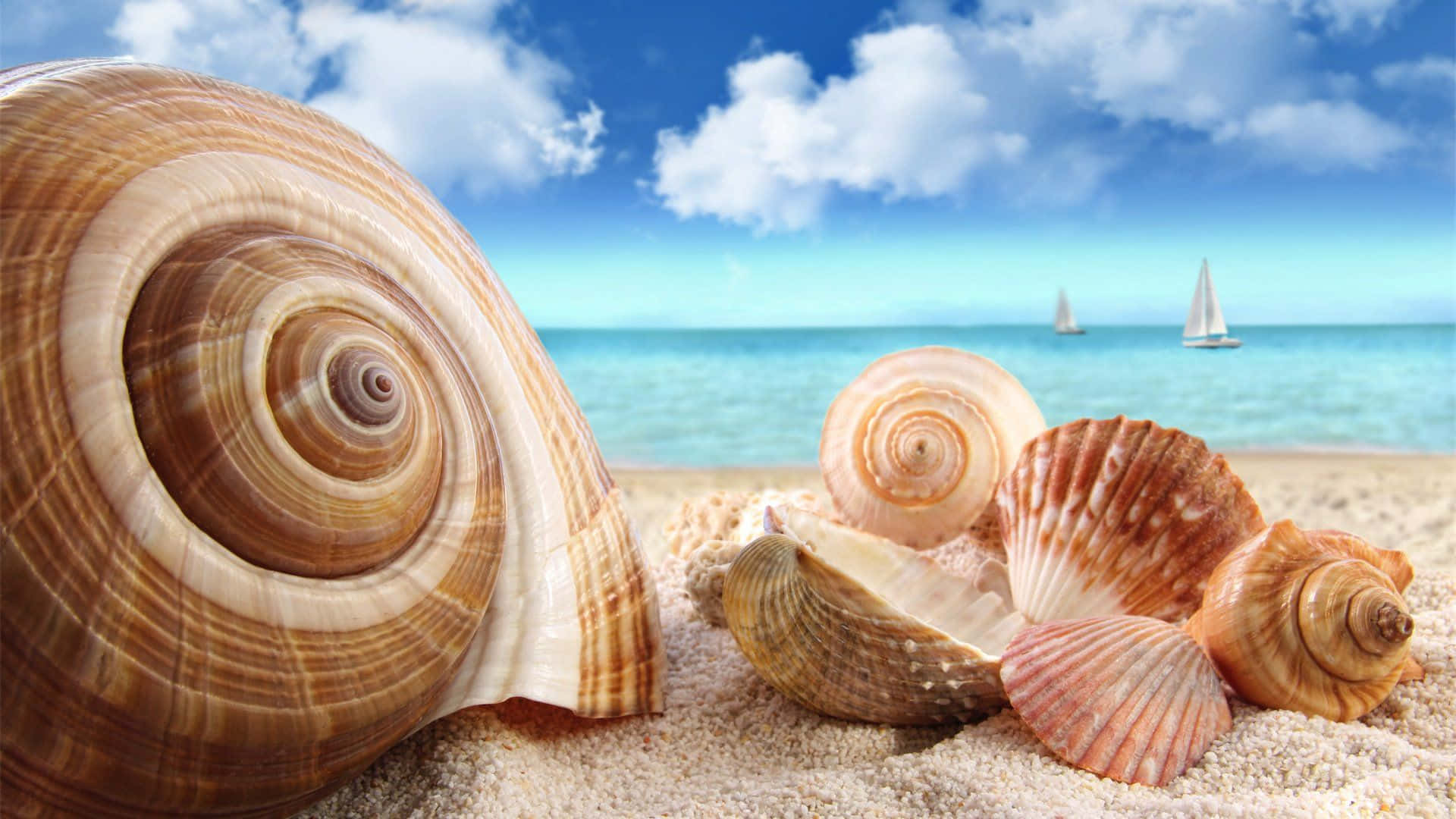 Vielemuscheln Für Dein Nächstes Strandabenteuer.