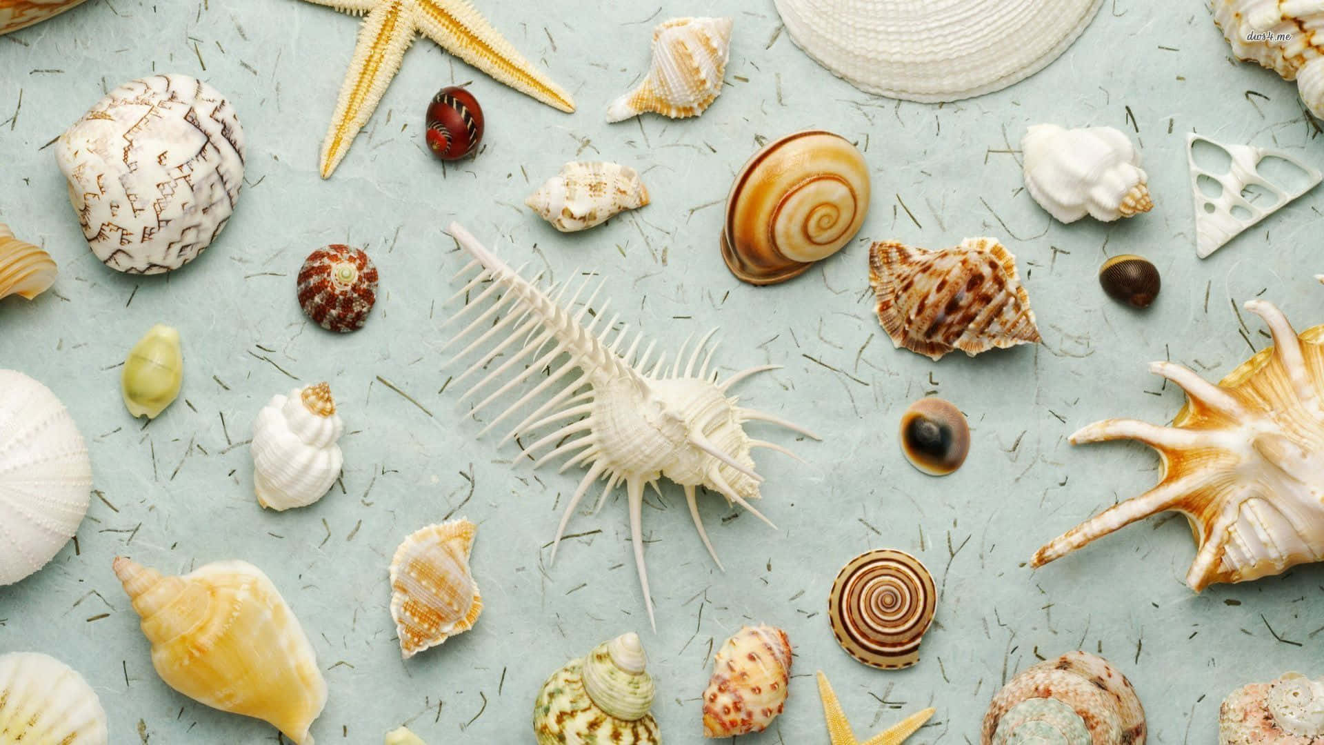 Admire the Beauty of Seashell