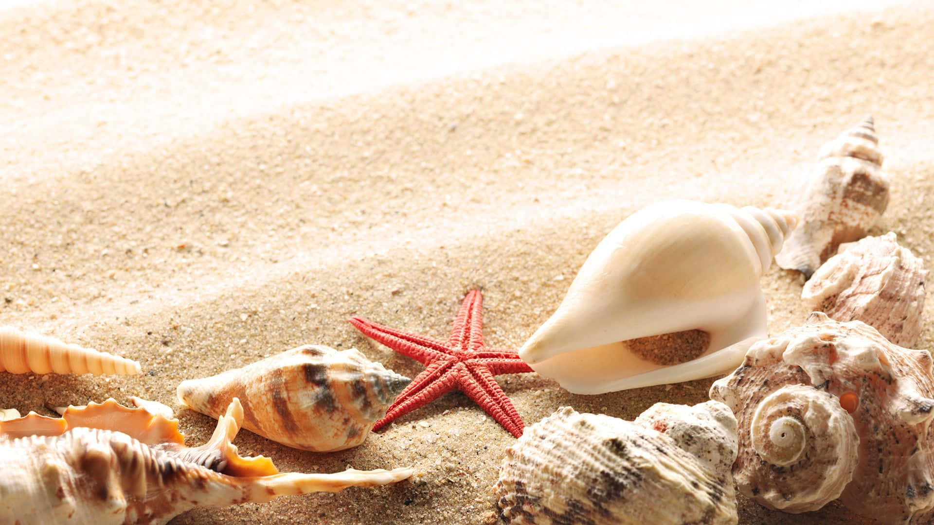 Einperfektes Stück Sonne, Sand Und Muscheln