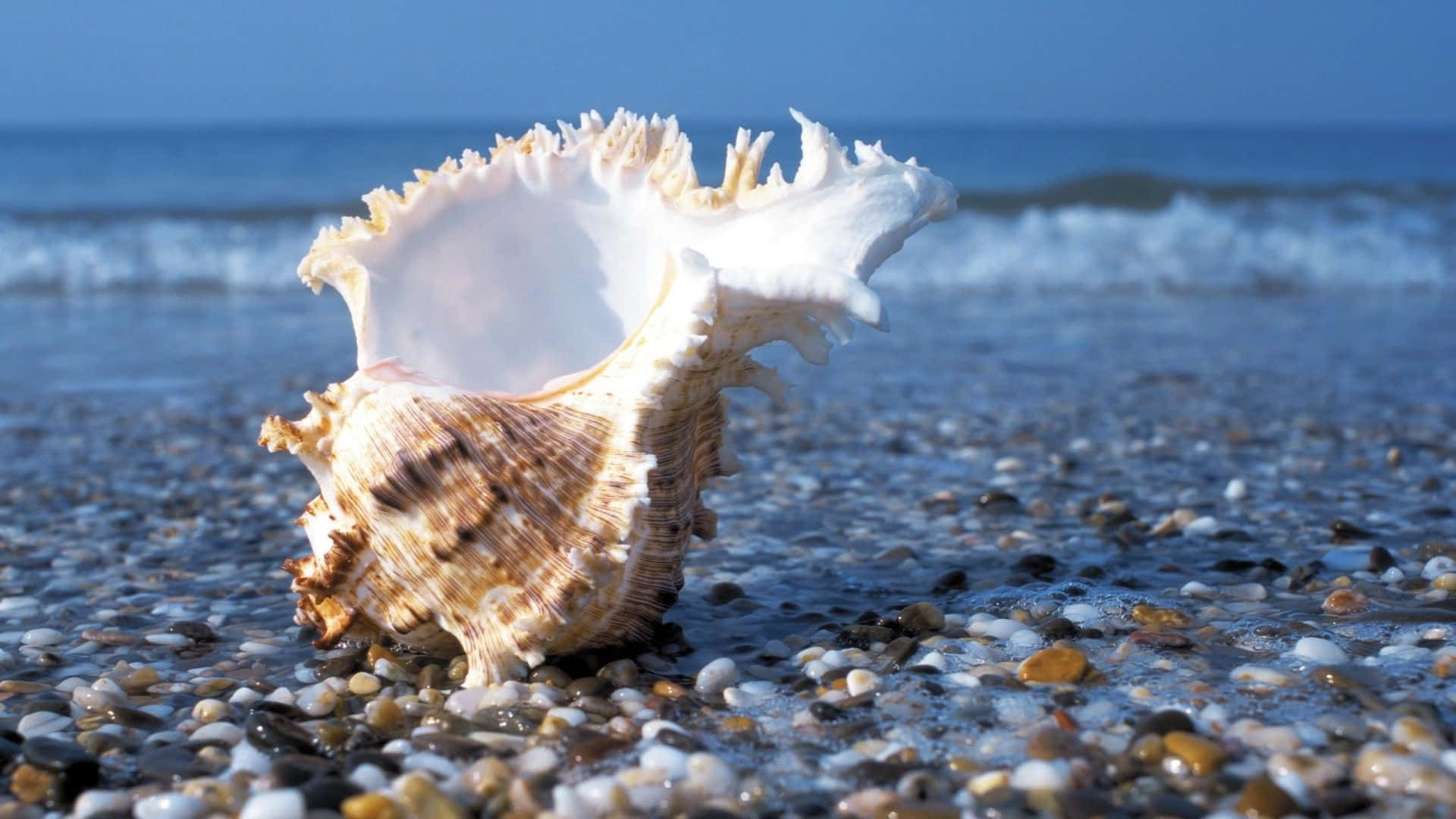 Mother Nature's perfect mini masterpieces, white seashells in the sand.