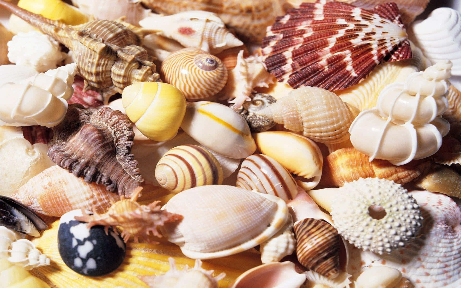 Serene Seashell Collection on Sandy Beach