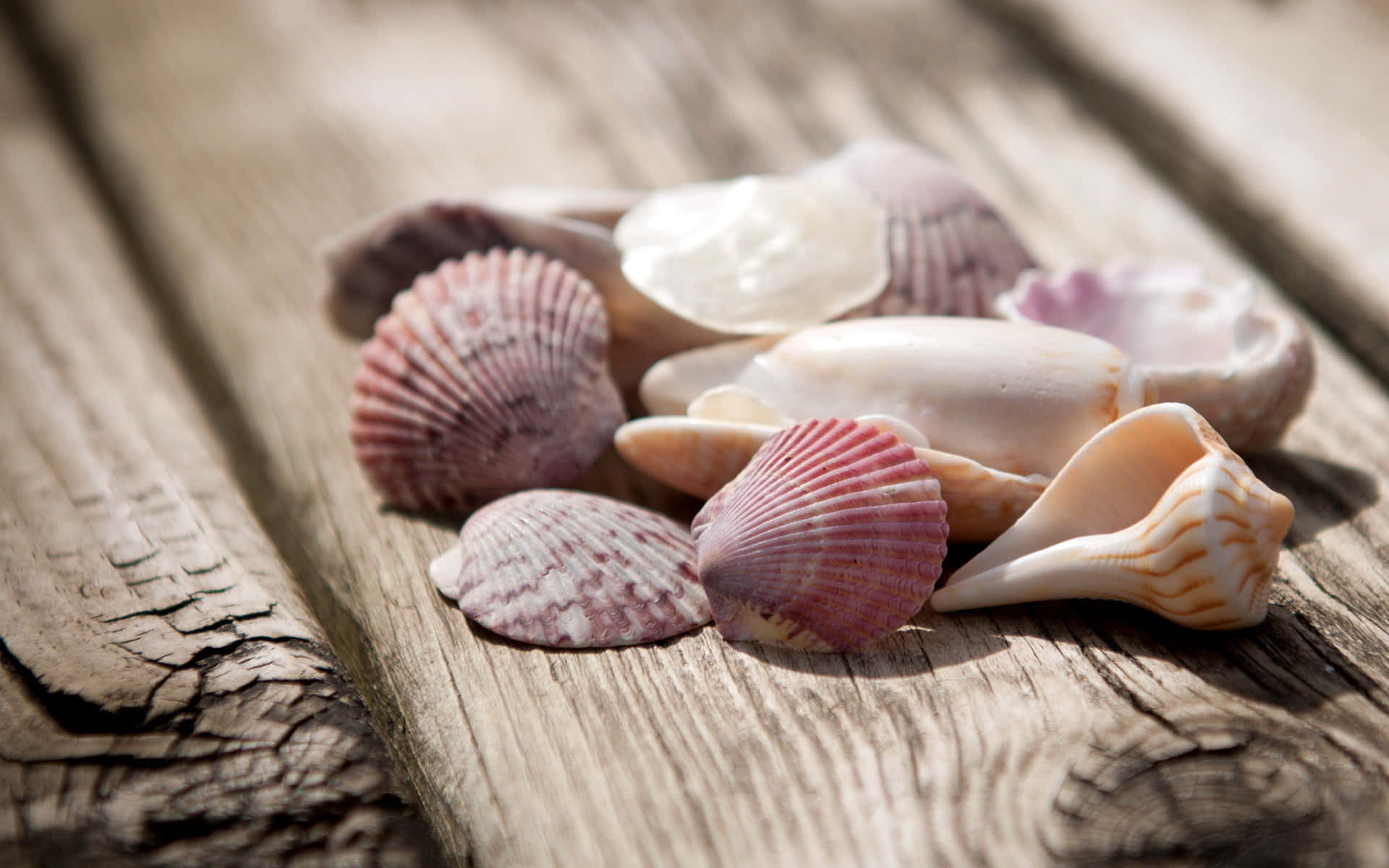 Beautiful Close-up Seashell on Beach Sand