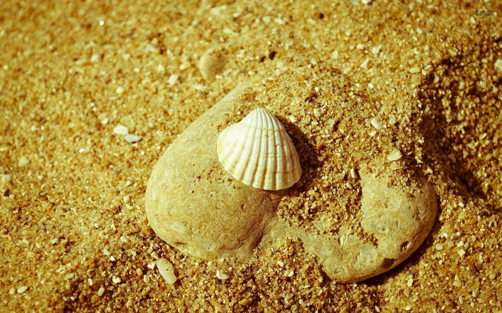 Seashell1920 X 1200 Baggrund.