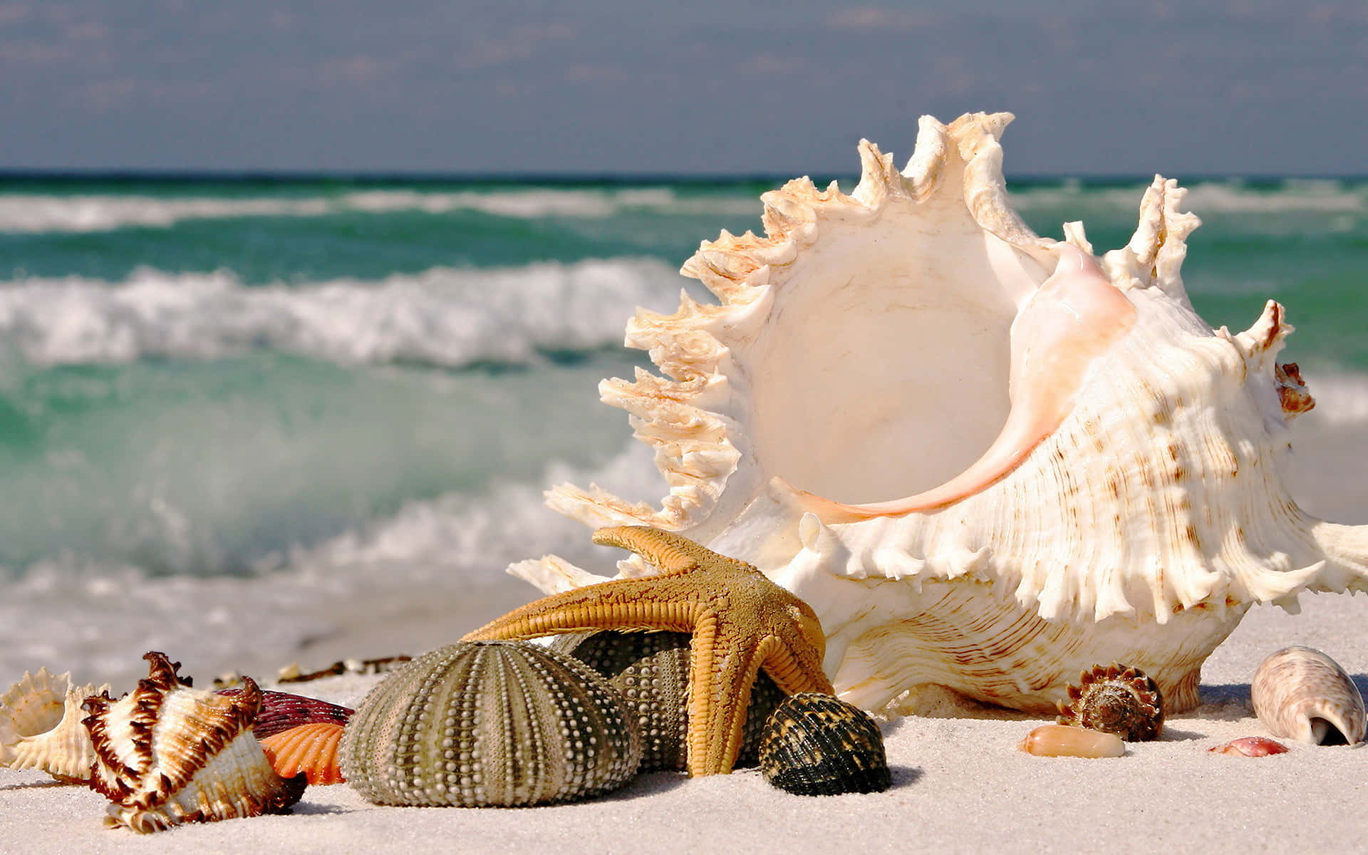 Stunning Seashell on Beach Sands