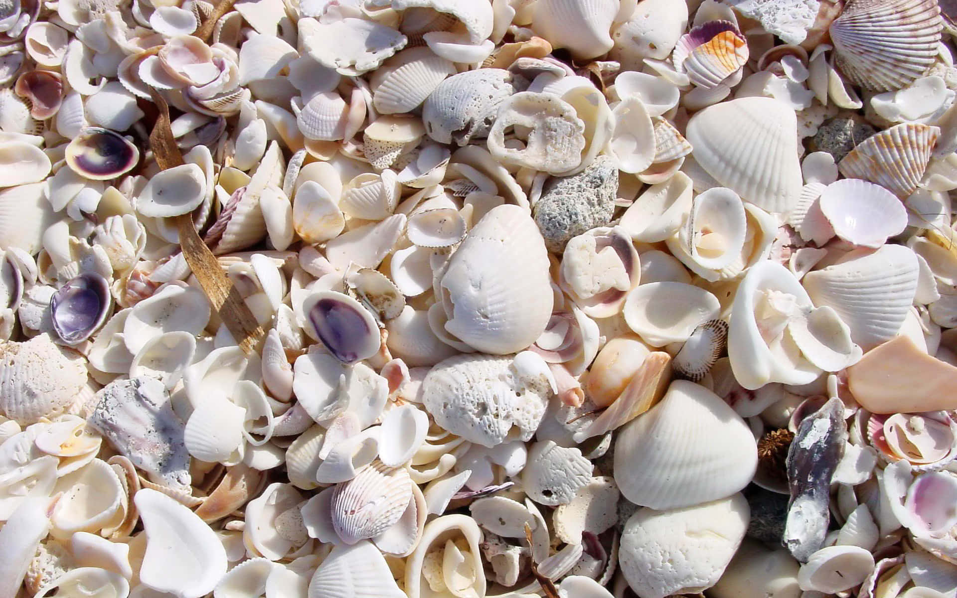 Enchanting Seashell Collection on a Sandy Beach