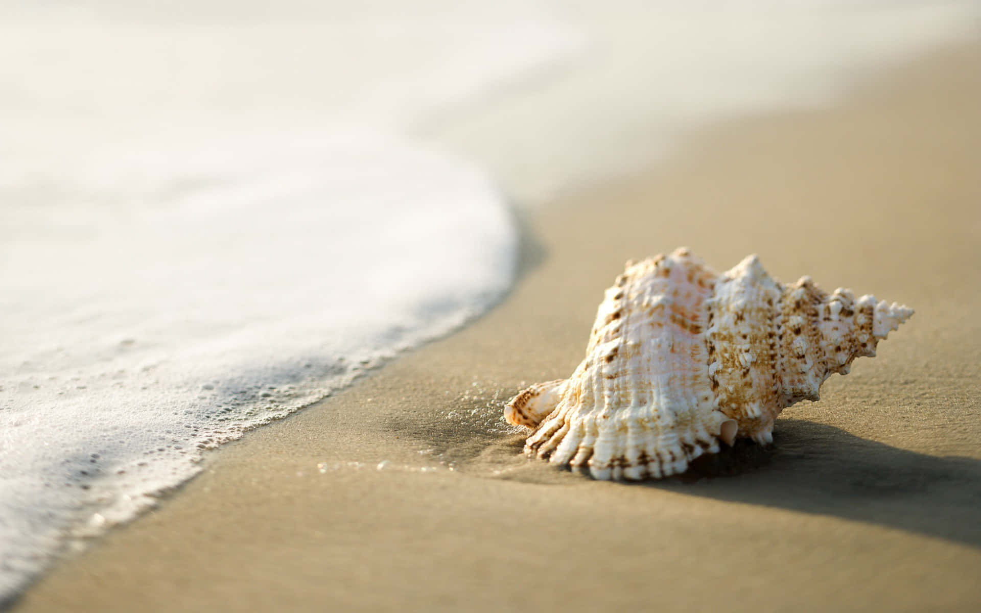 Beautiful Seashell Collection on a Sandy Beach